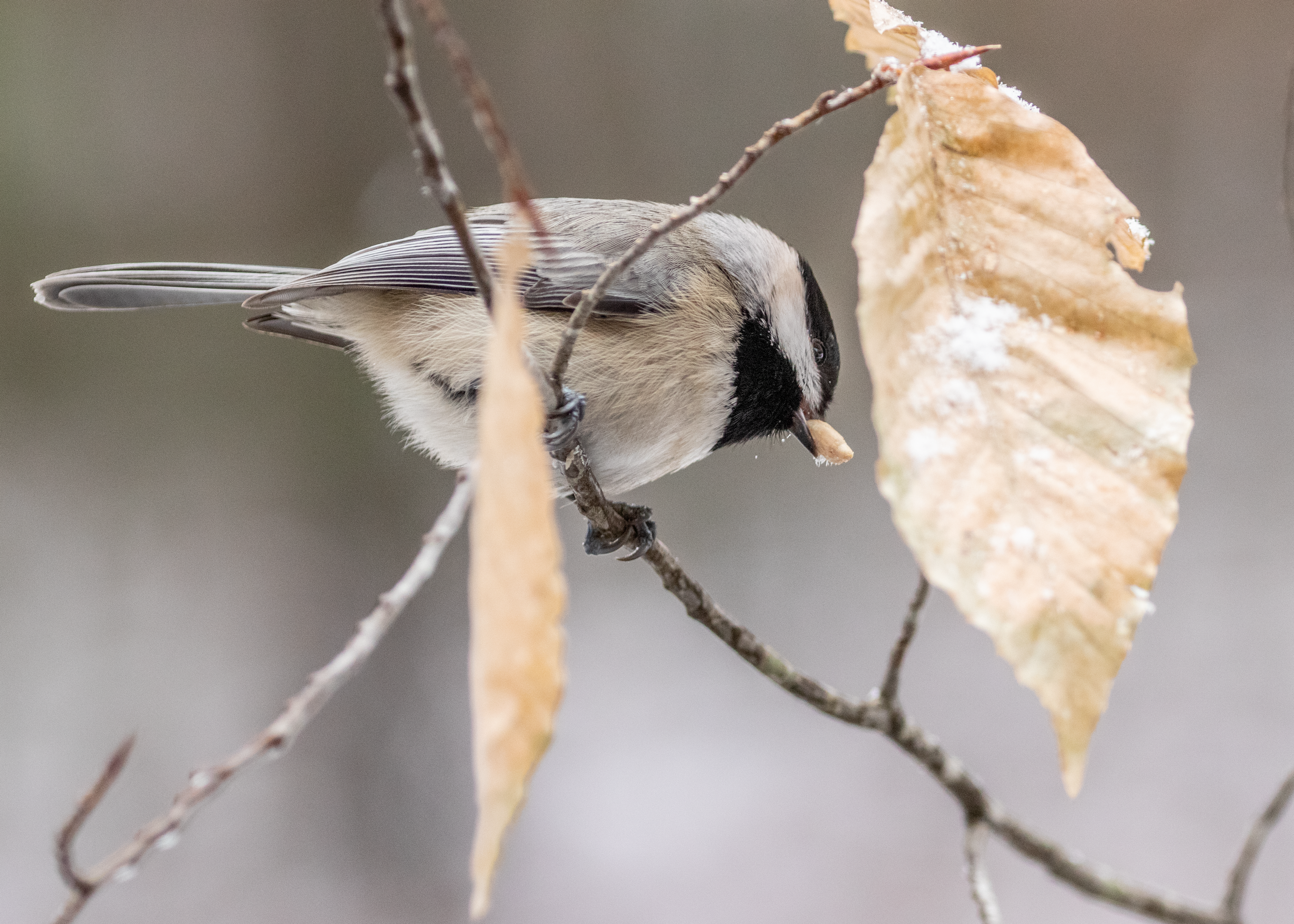 Carolina Chickadee - Project FeederWatch