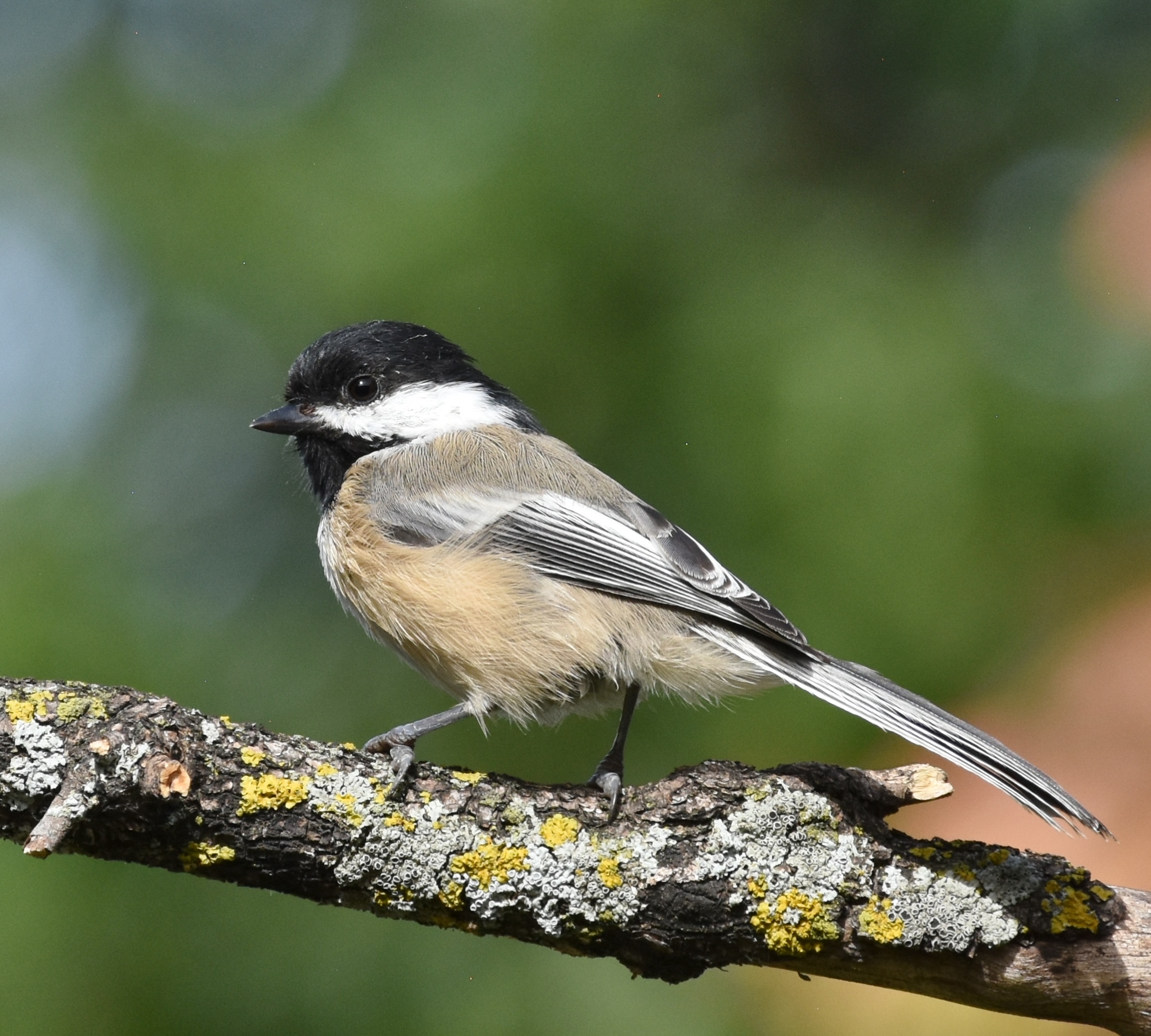 Black Capped Chickadee - Project FeederWatch