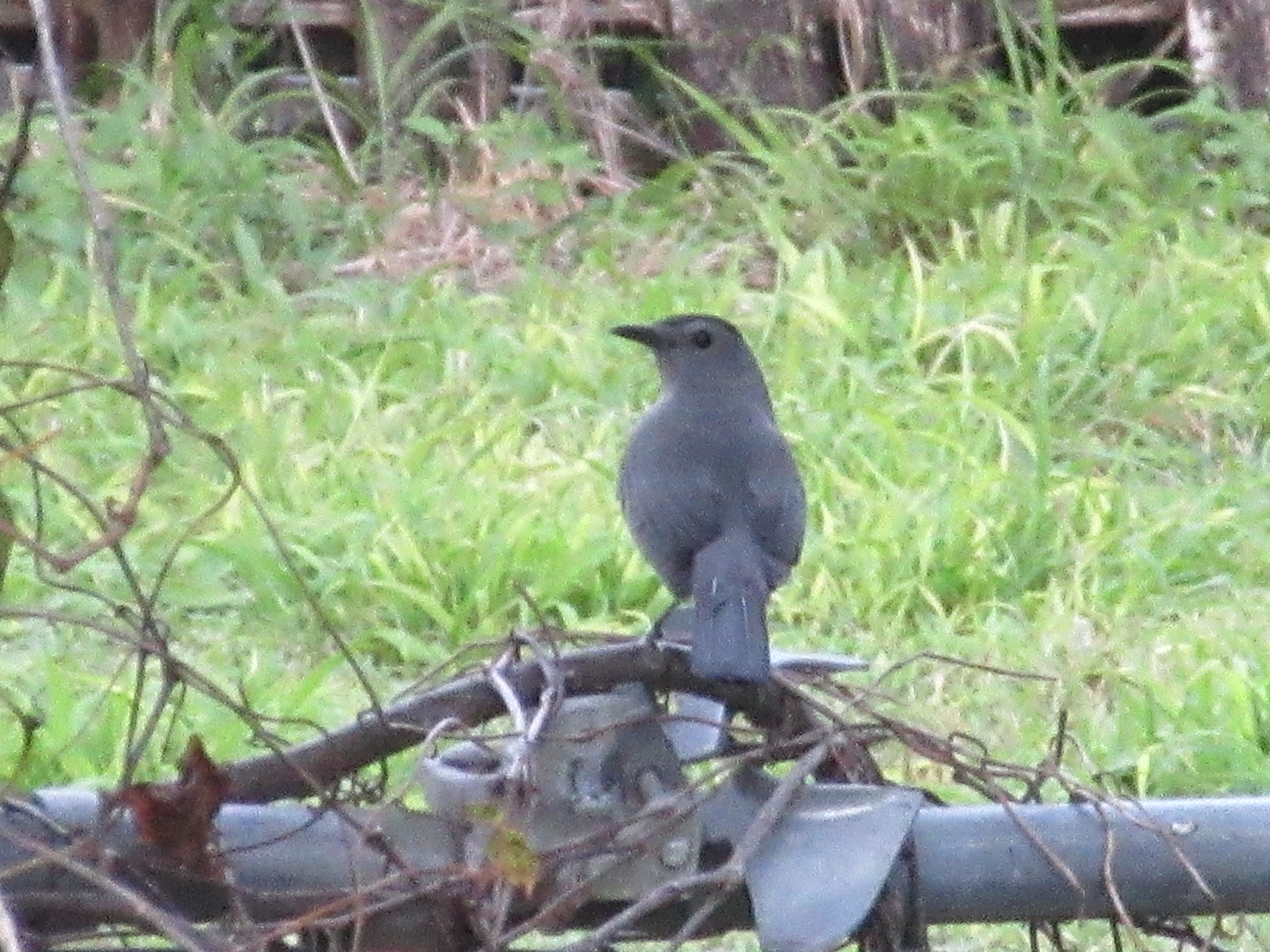 Additional Image 3