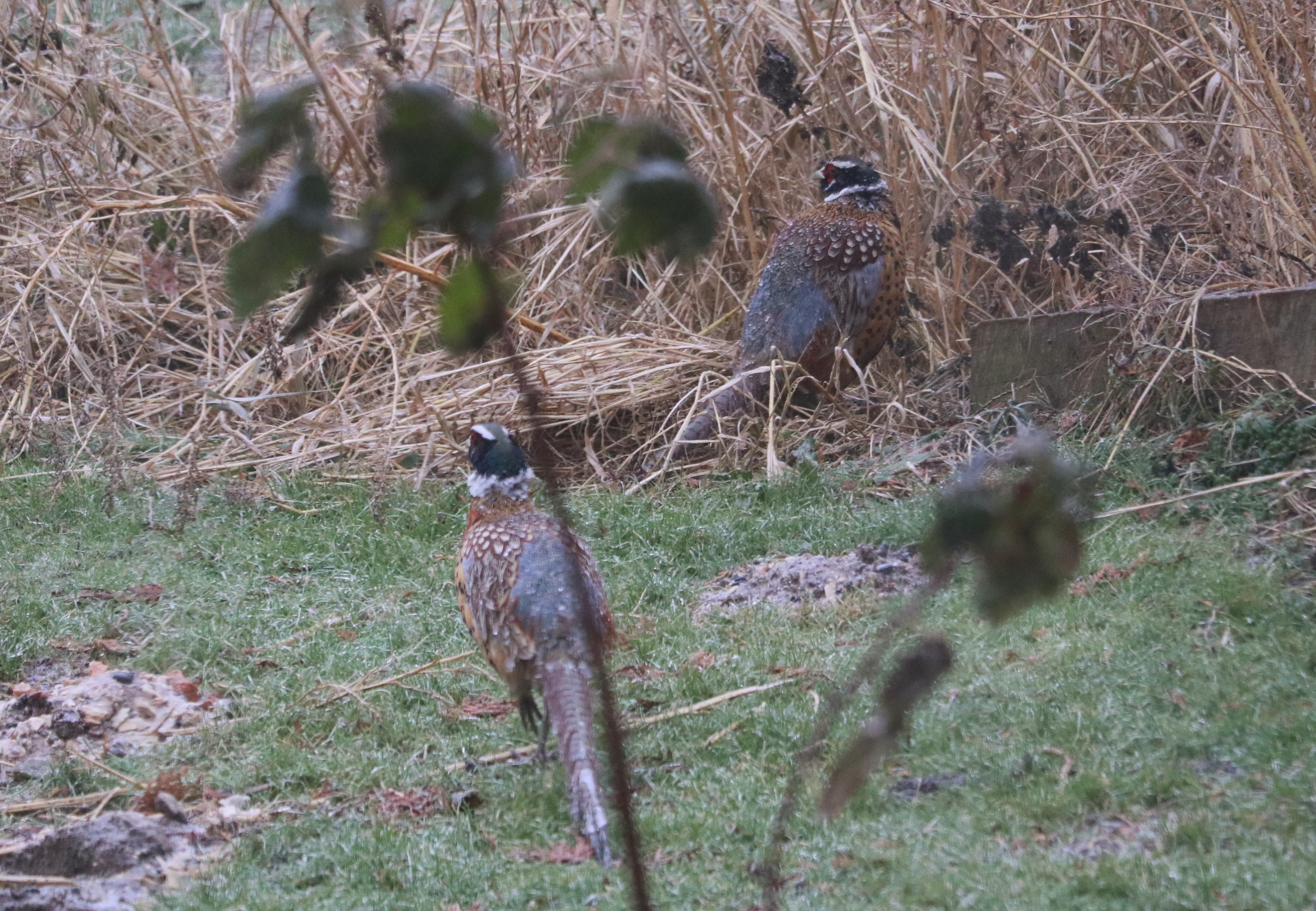 Additional Image 2