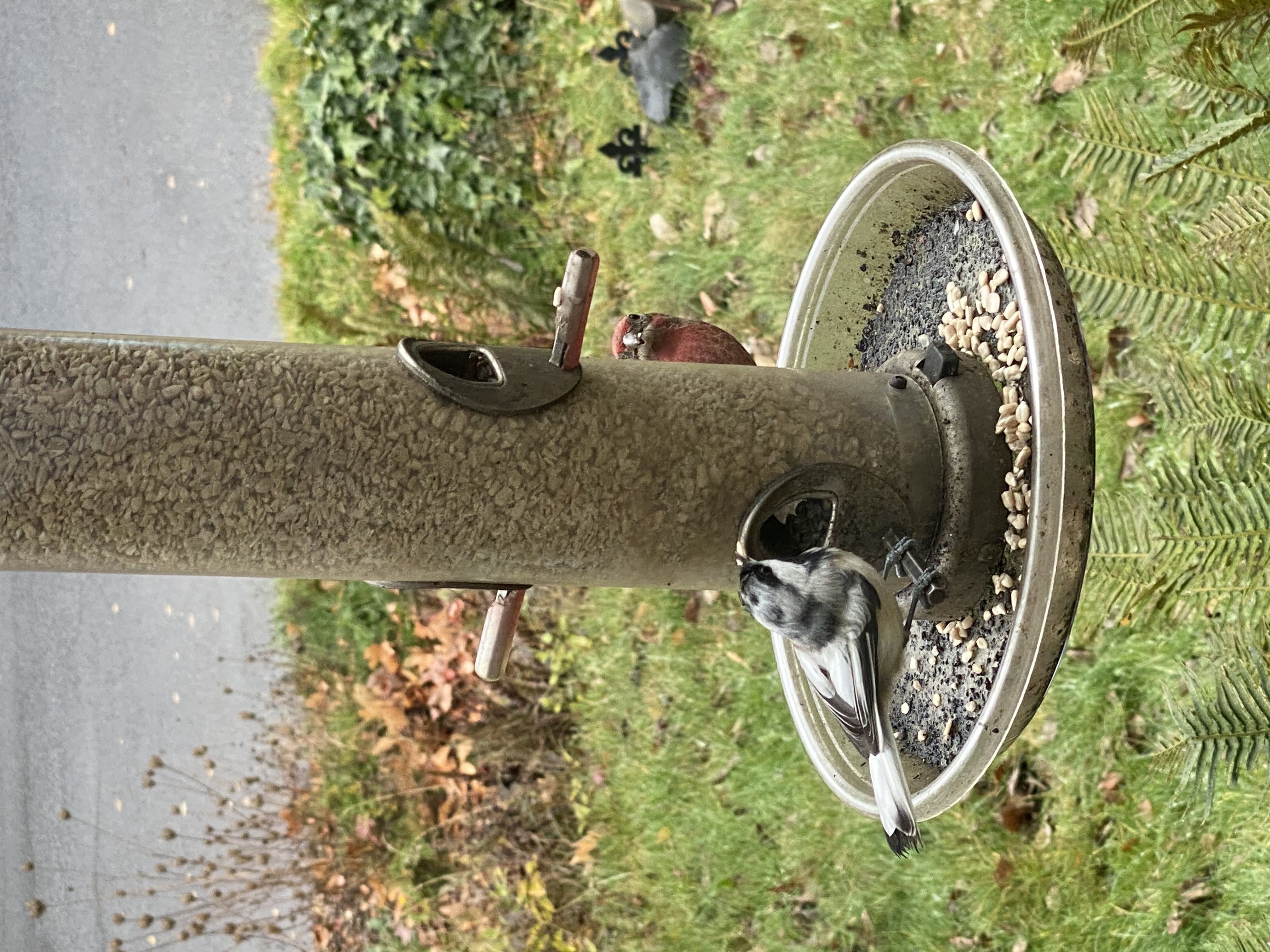 Additional Image 2