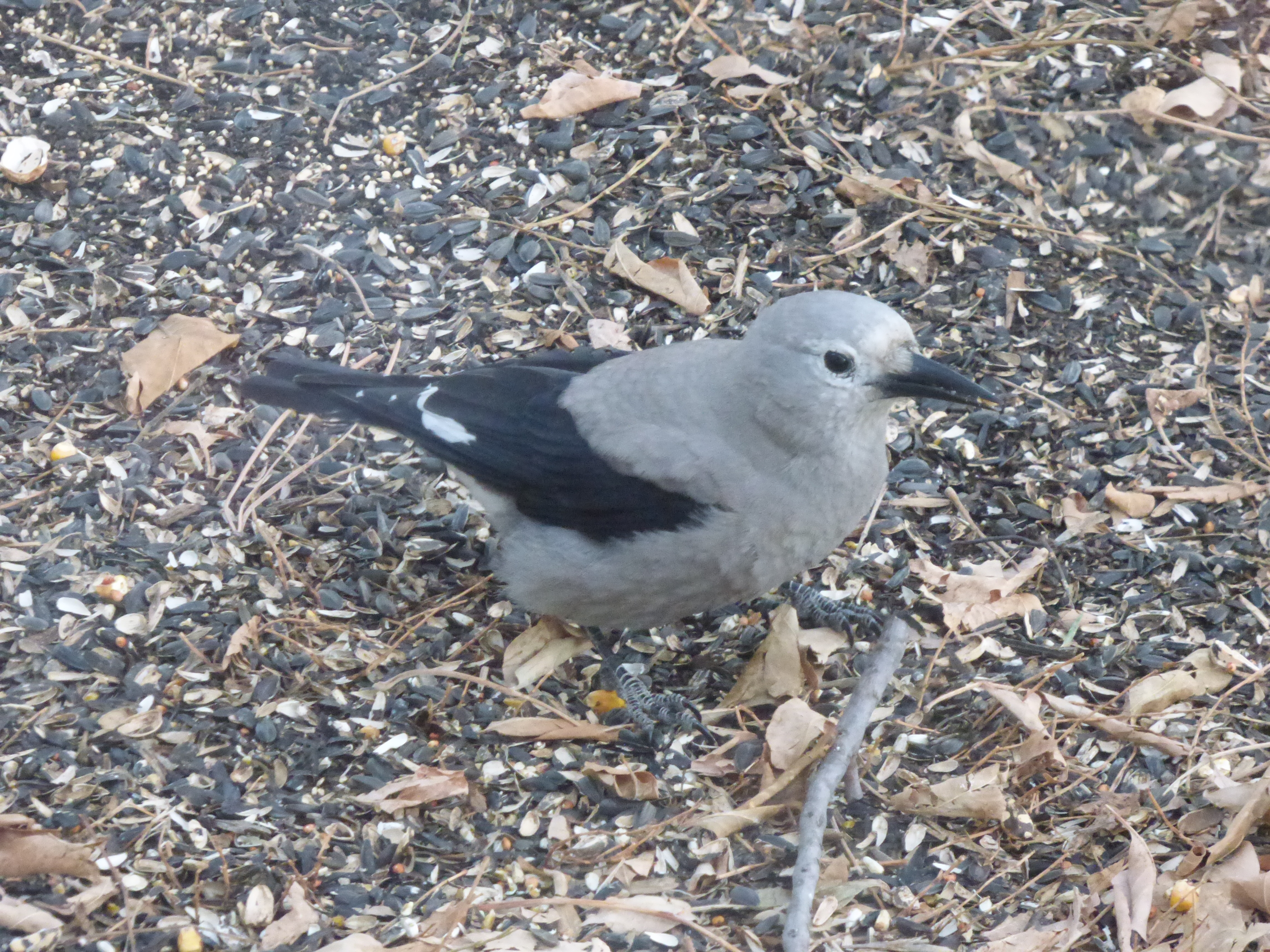 Additional Image 5