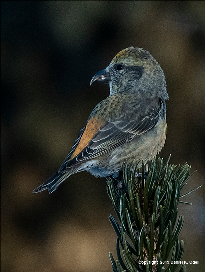Featured Image