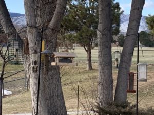 feeder set-up for columbine high school