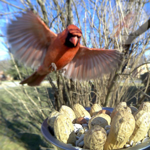 Northern Cardinal coming in for a landing at a feeder.