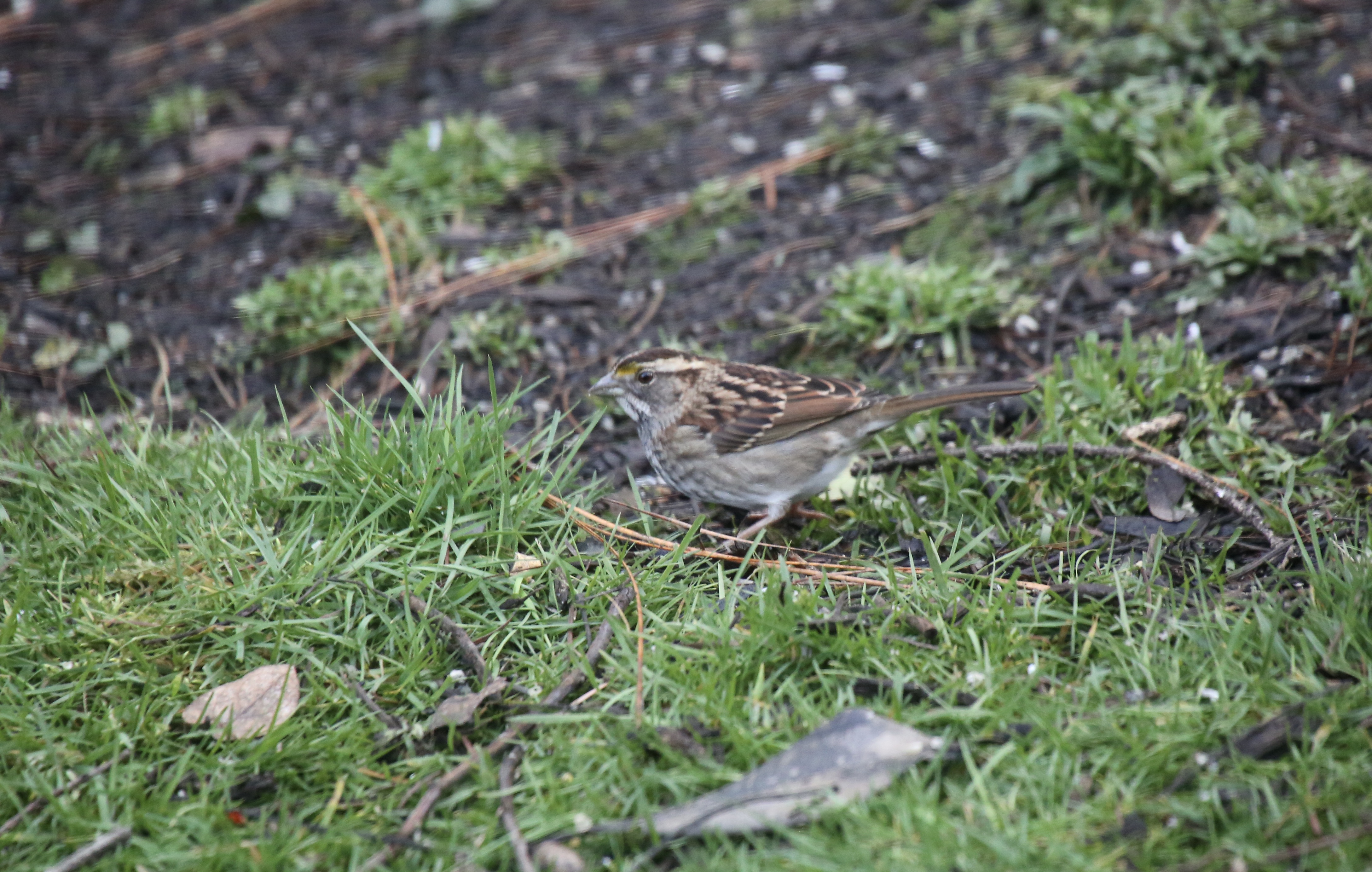 Additional Image 3