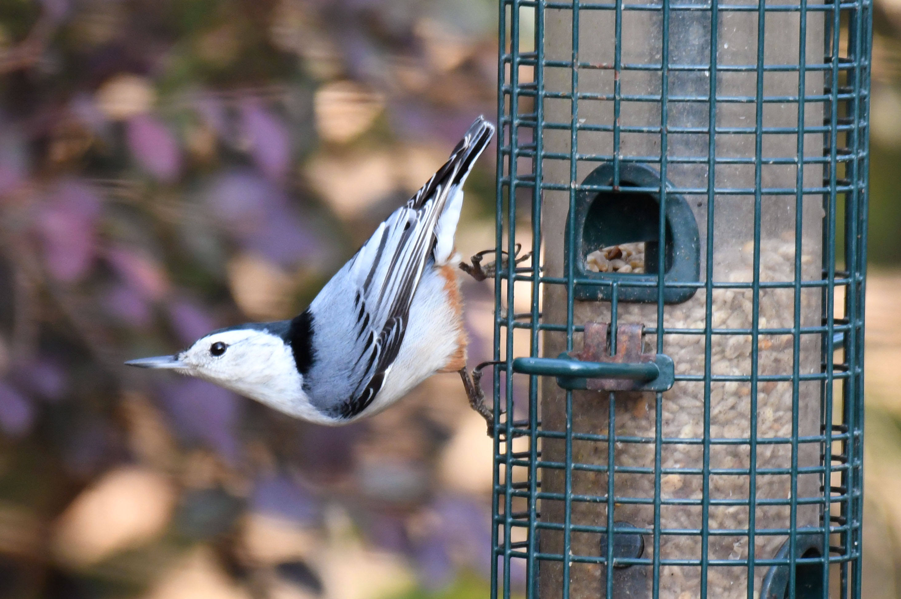Featured Image