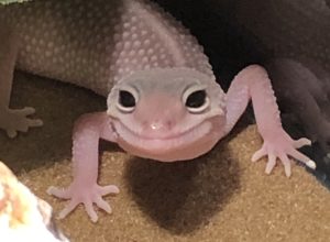 portrait of a pale pink gecko