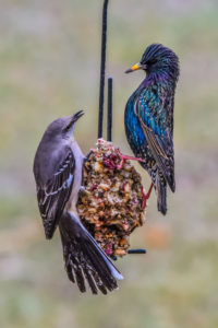 mockingbird and starling perched on a mostly eaten suet cylinder