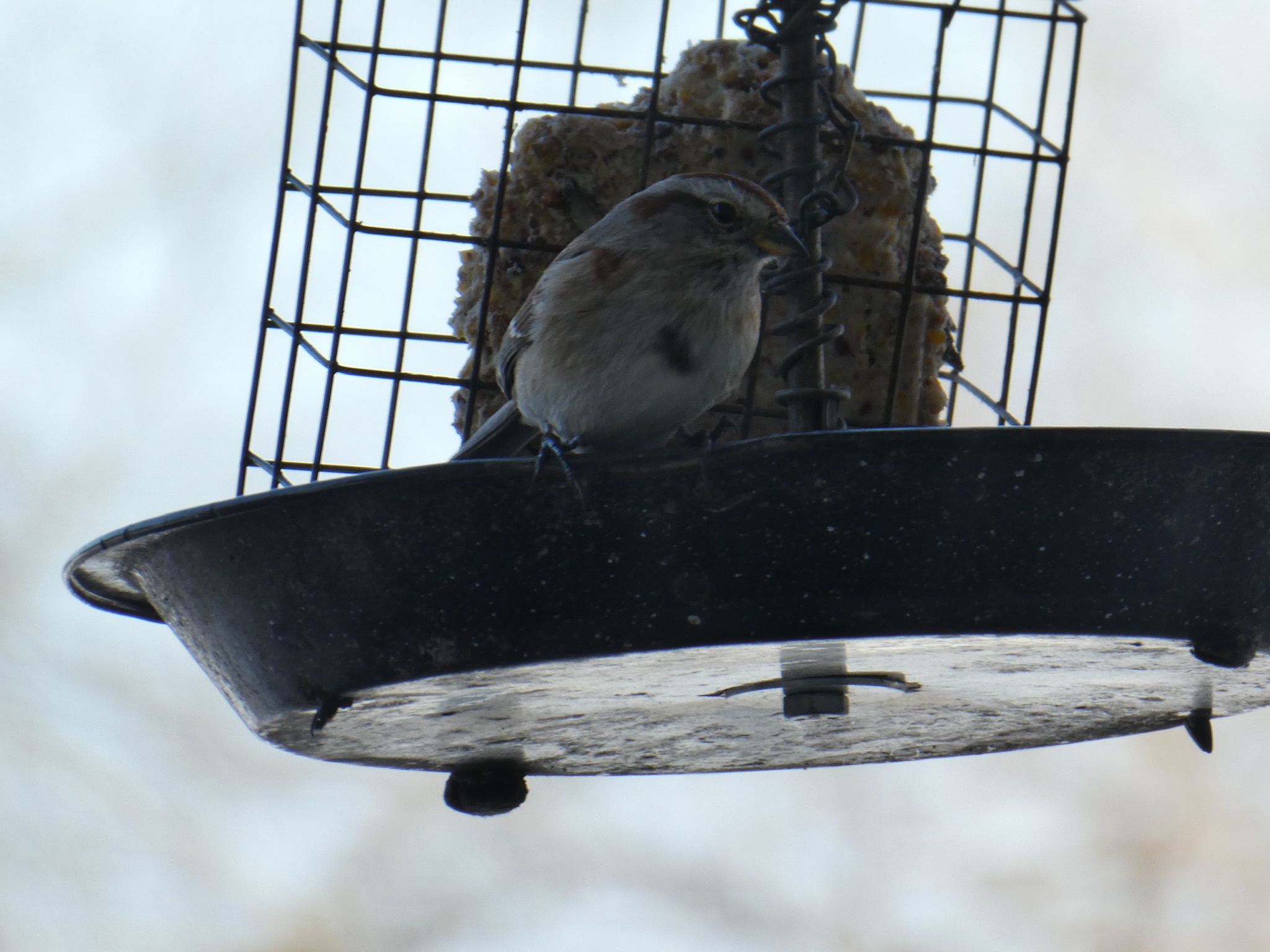 Additional Image 4