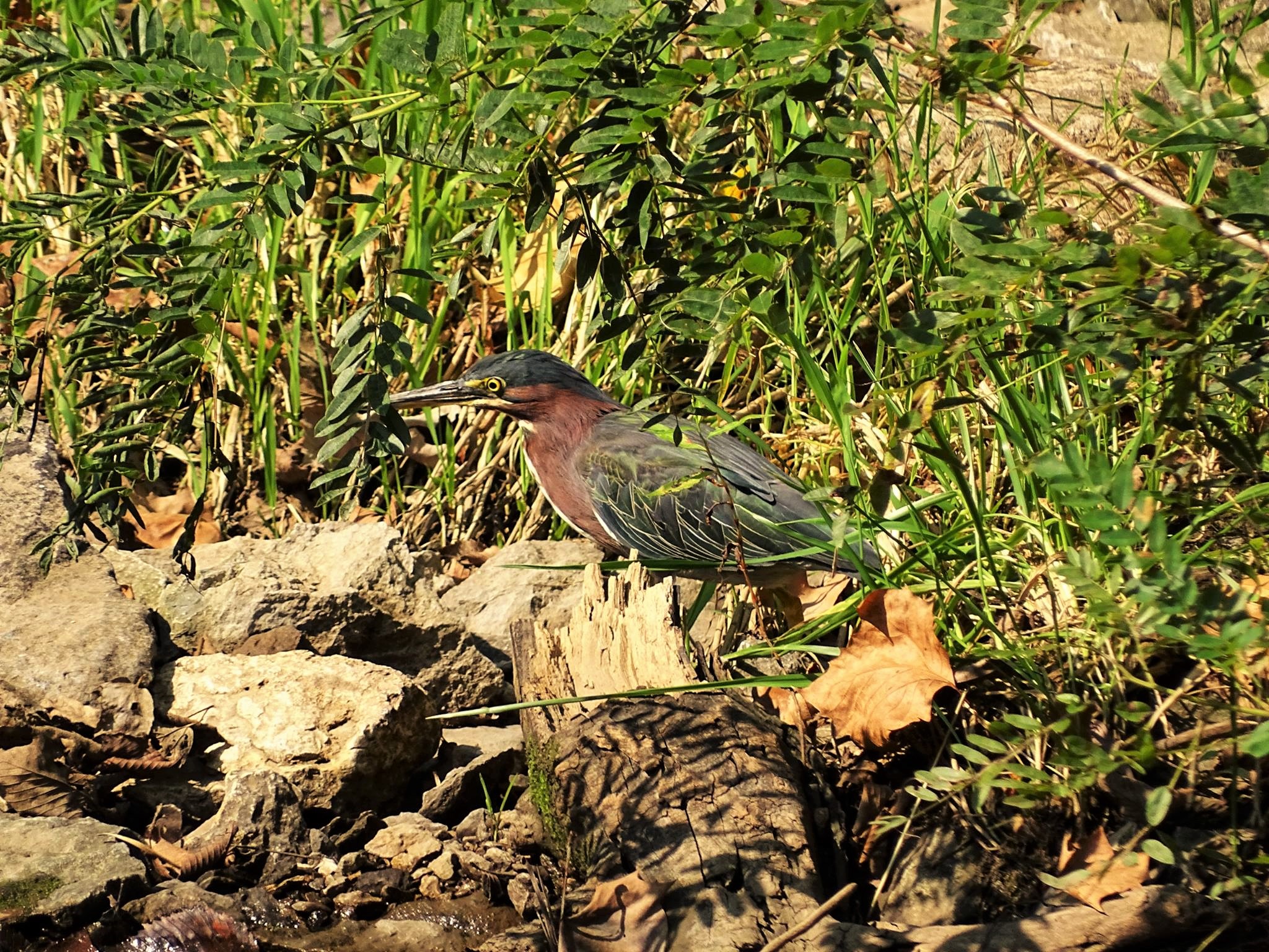 Additional Image 3