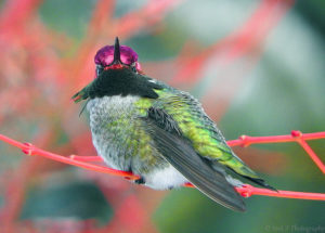 male perched on a branch