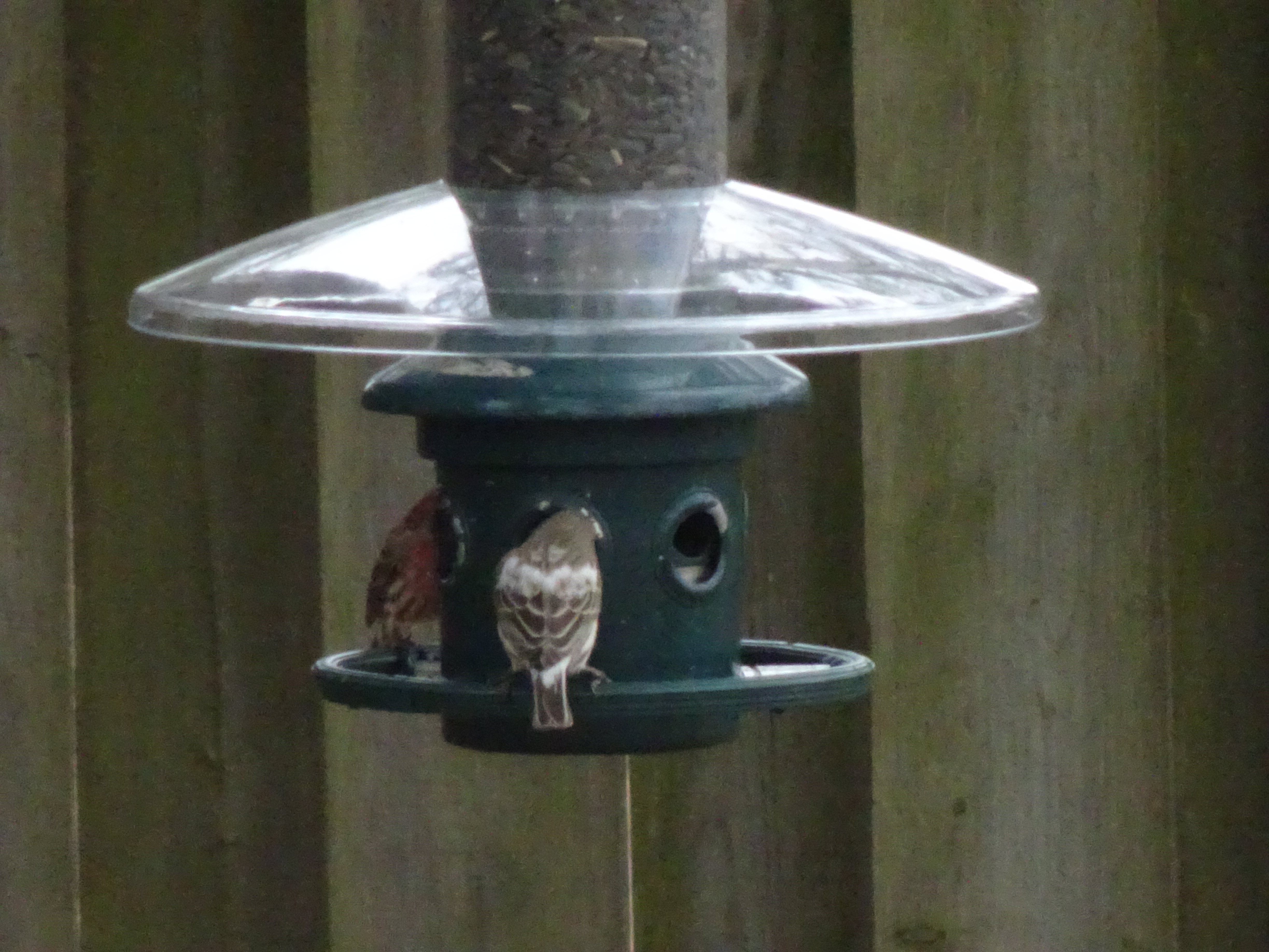 Additional Image 2