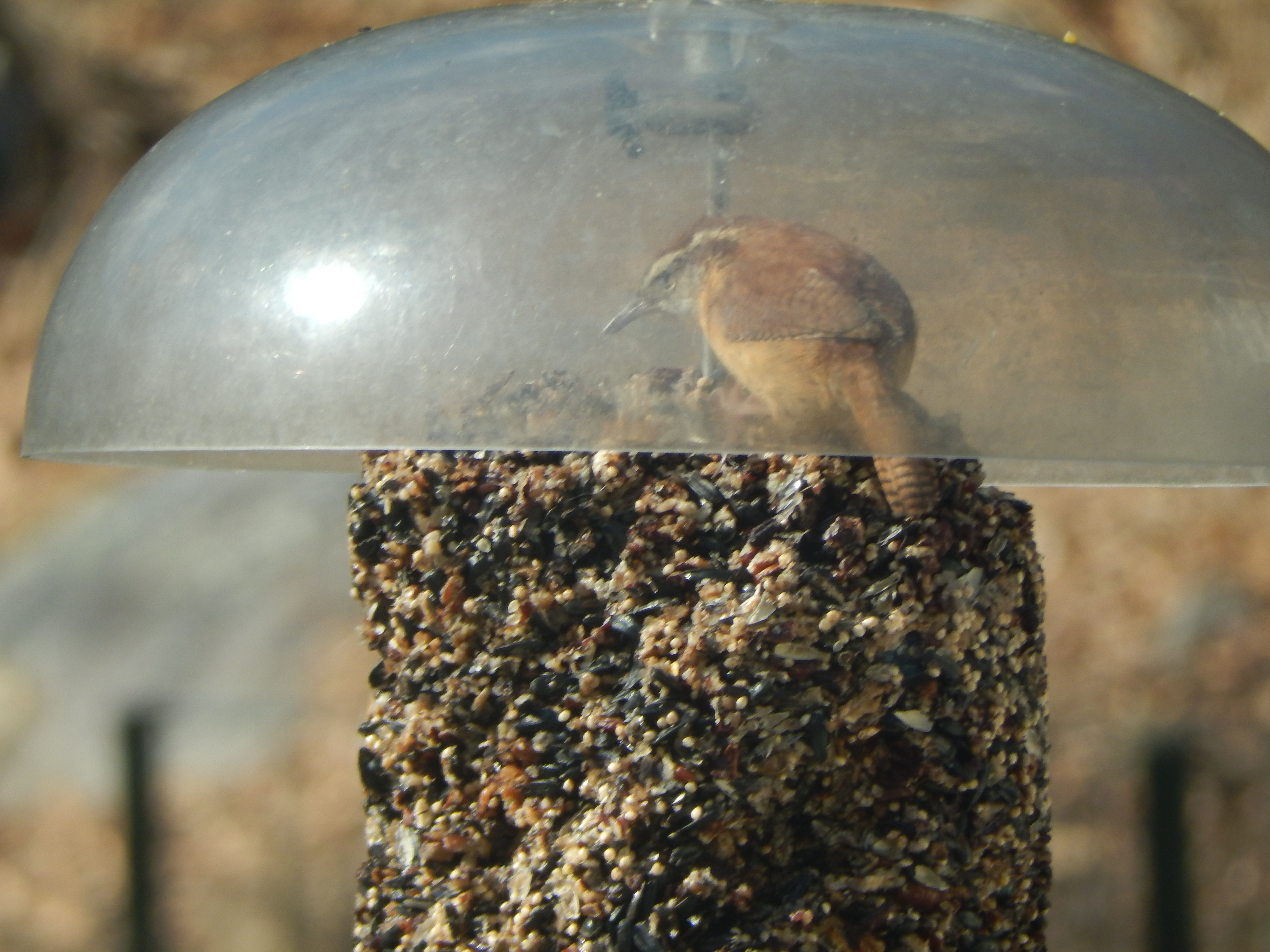 Additional Image 4