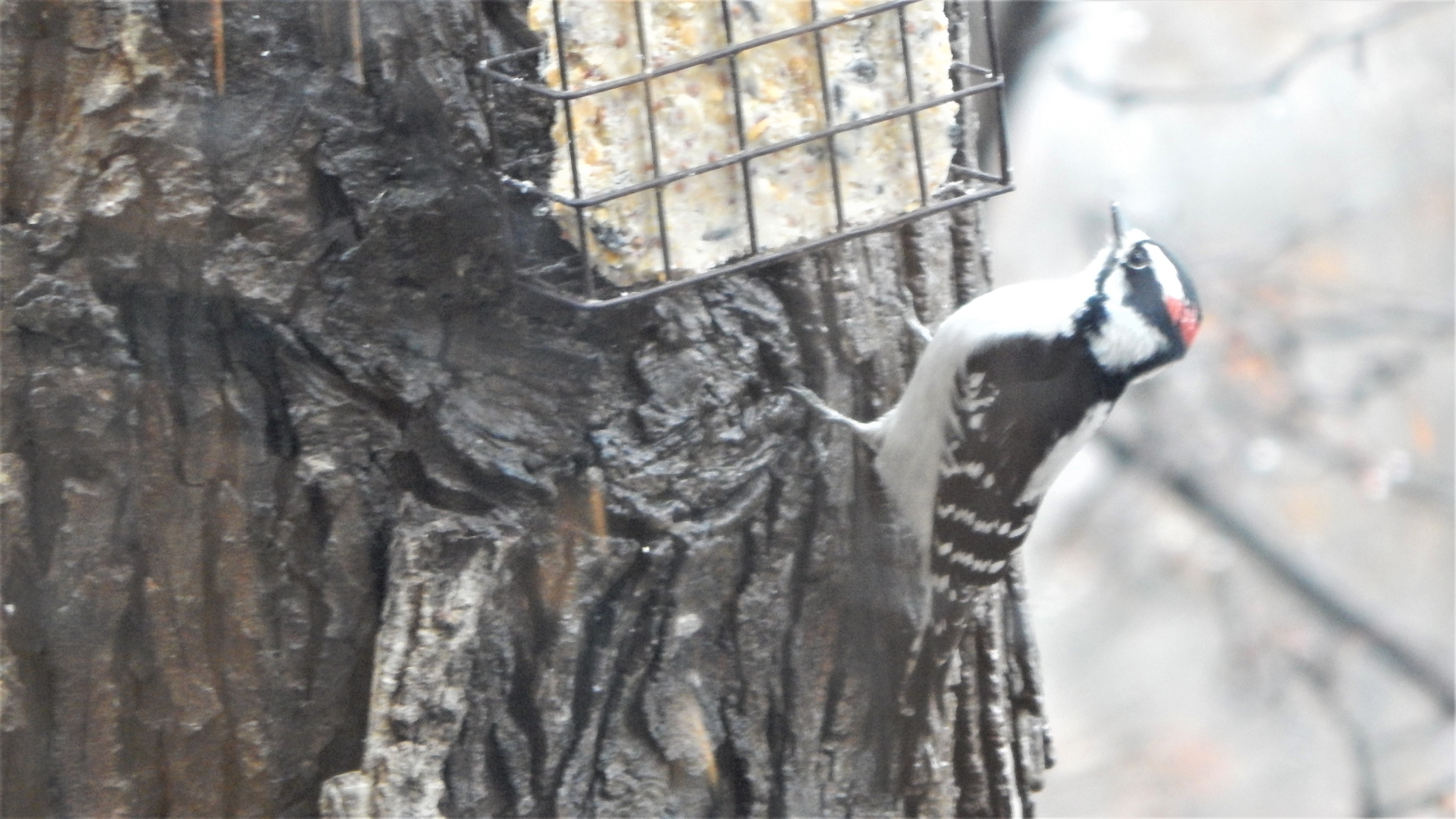 Additional Image 2