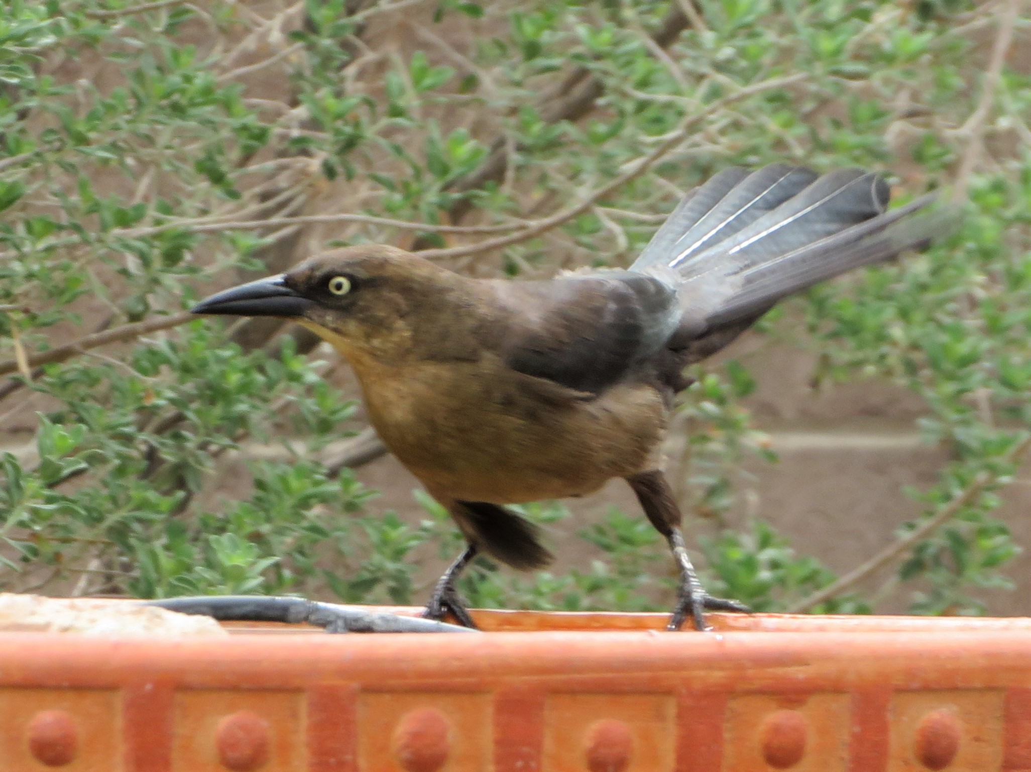 Featured Image