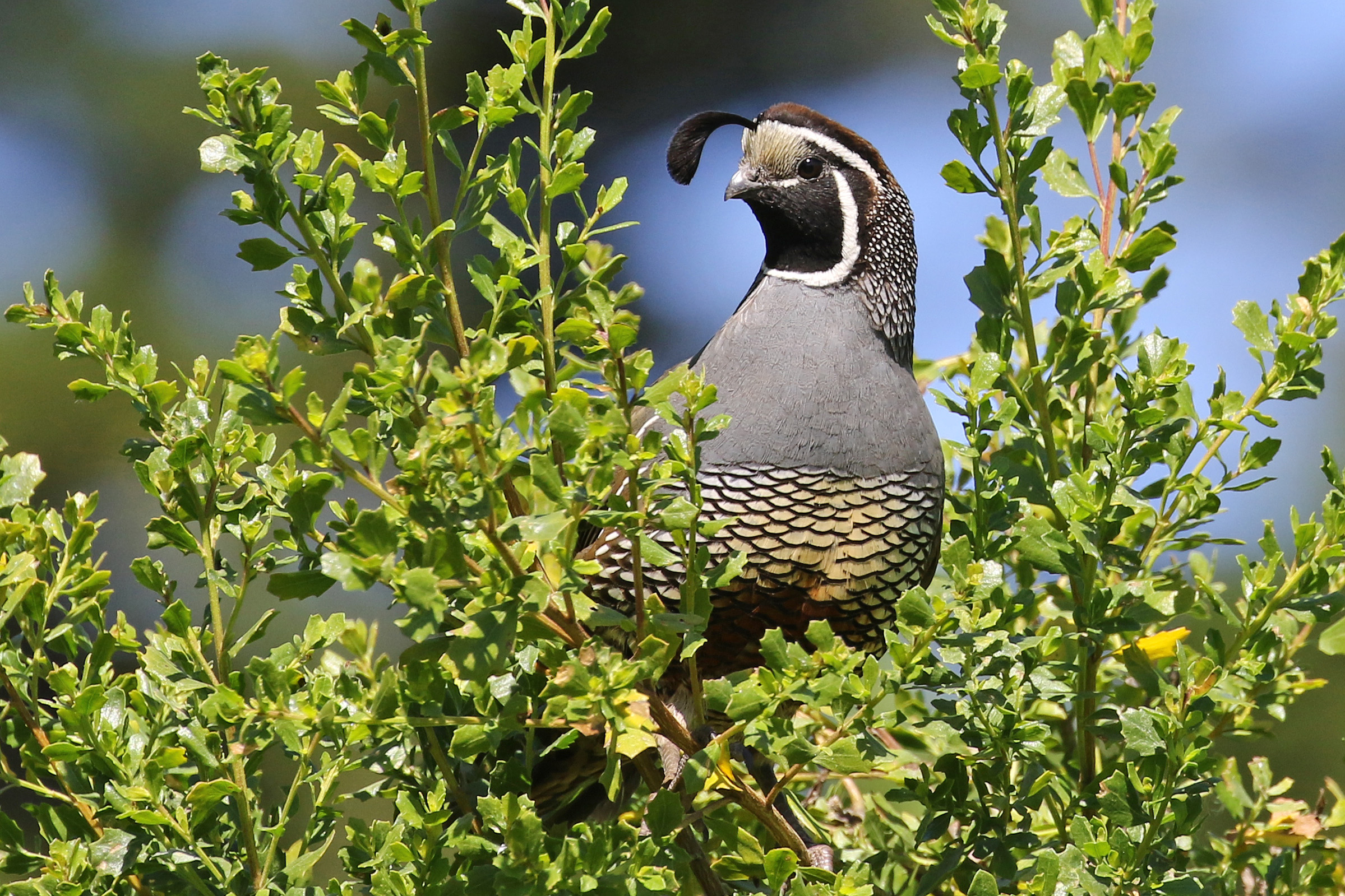 Featured Image