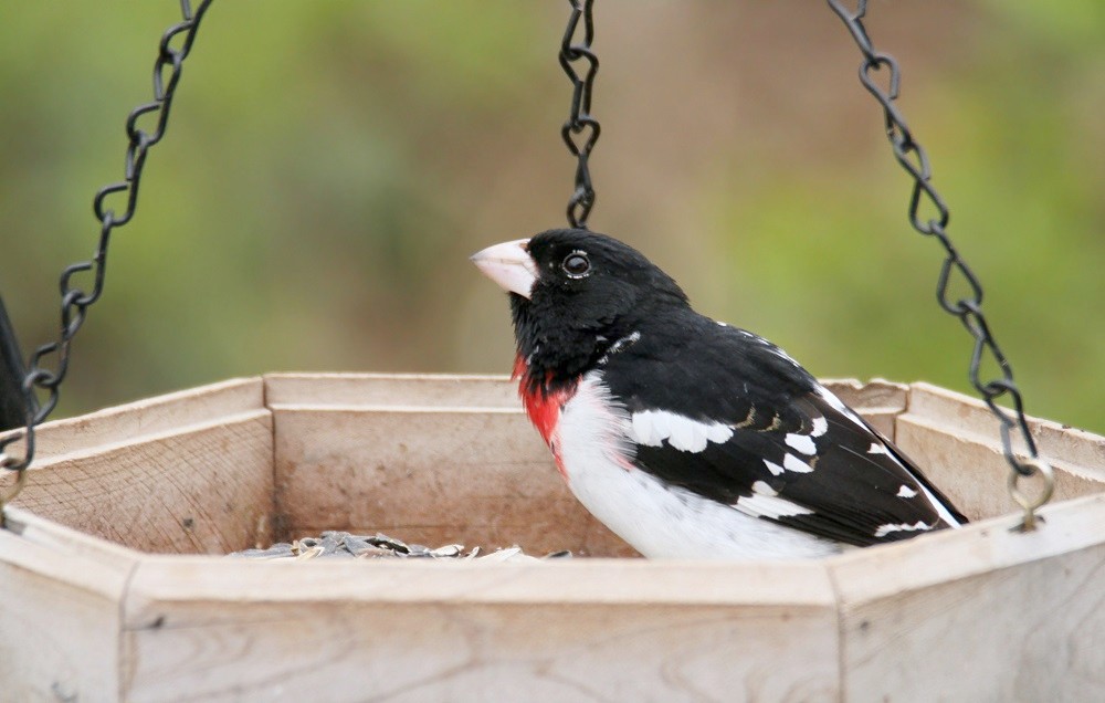 Featured Image