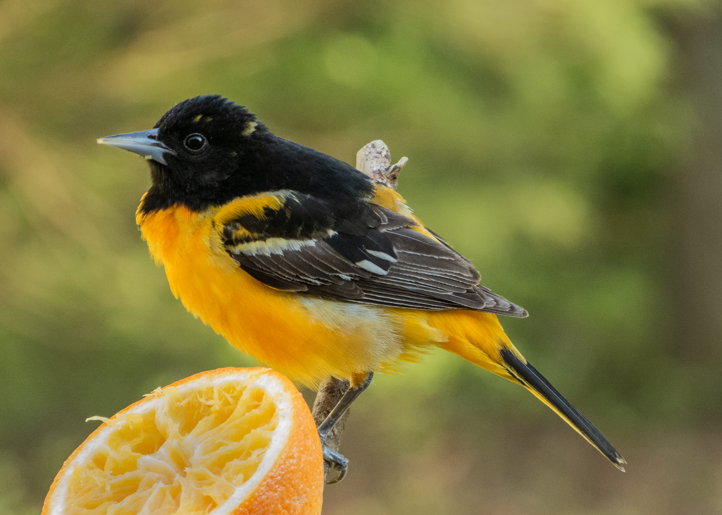 Featured Image
