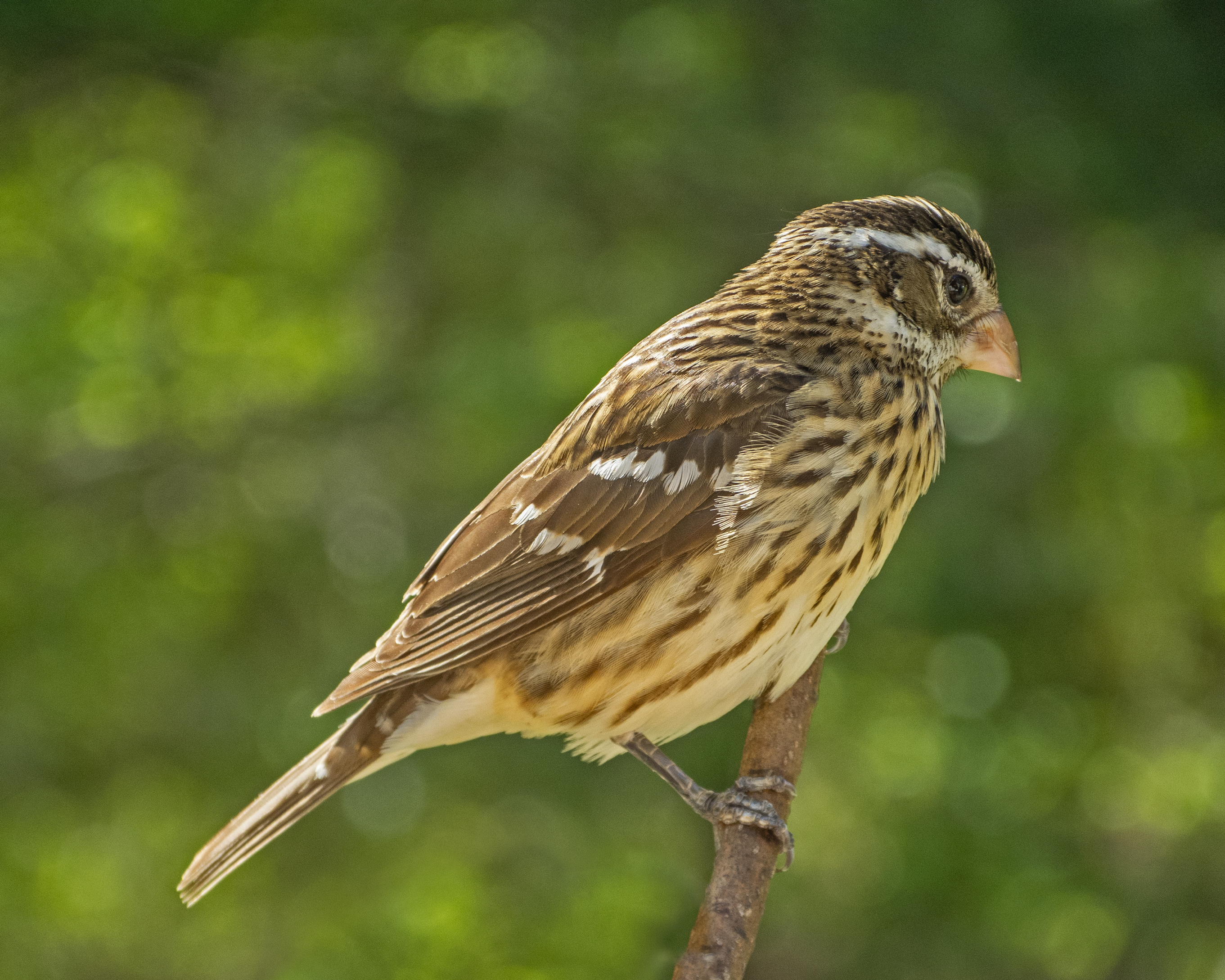 Featured Image