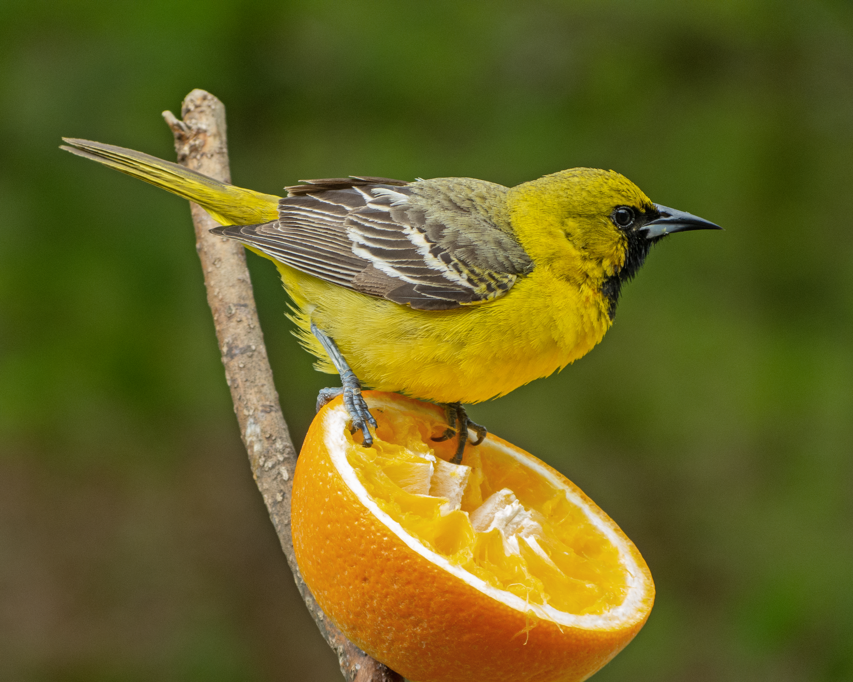 Featured Image