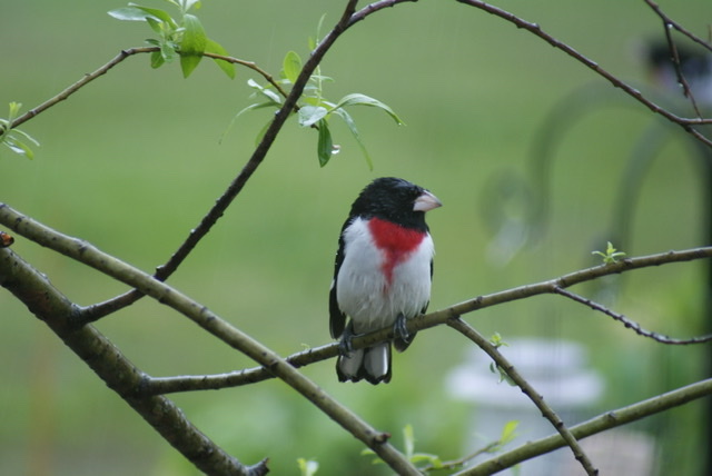 Featured Image