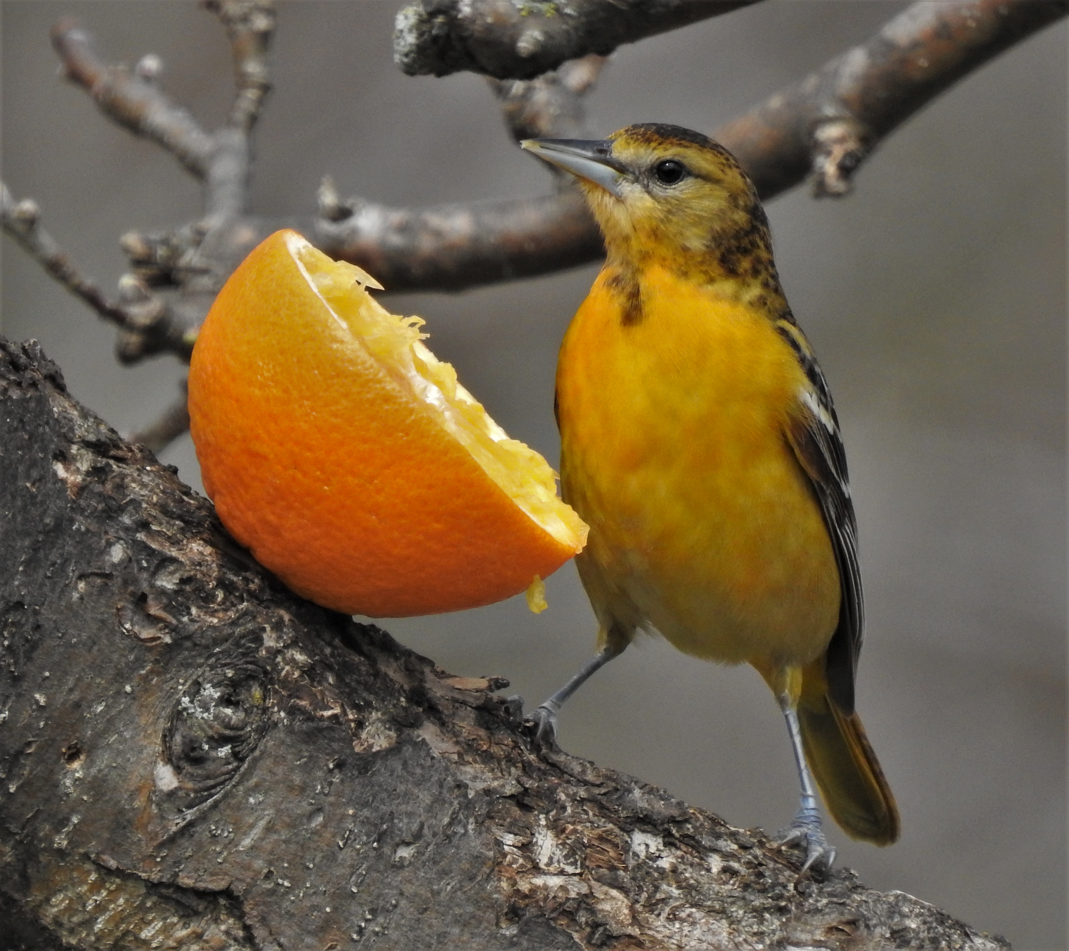 Featured Image