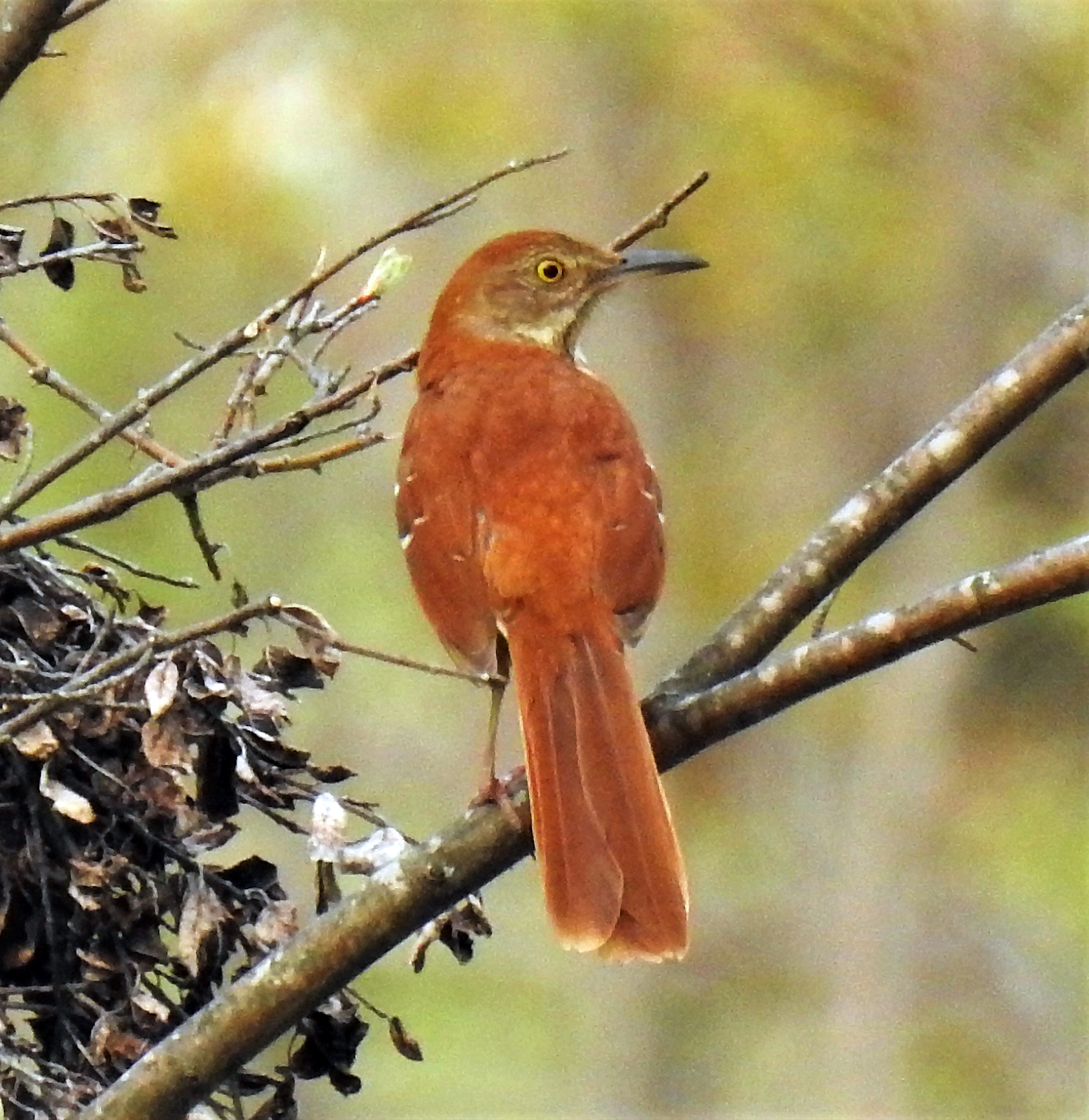 Featured Image