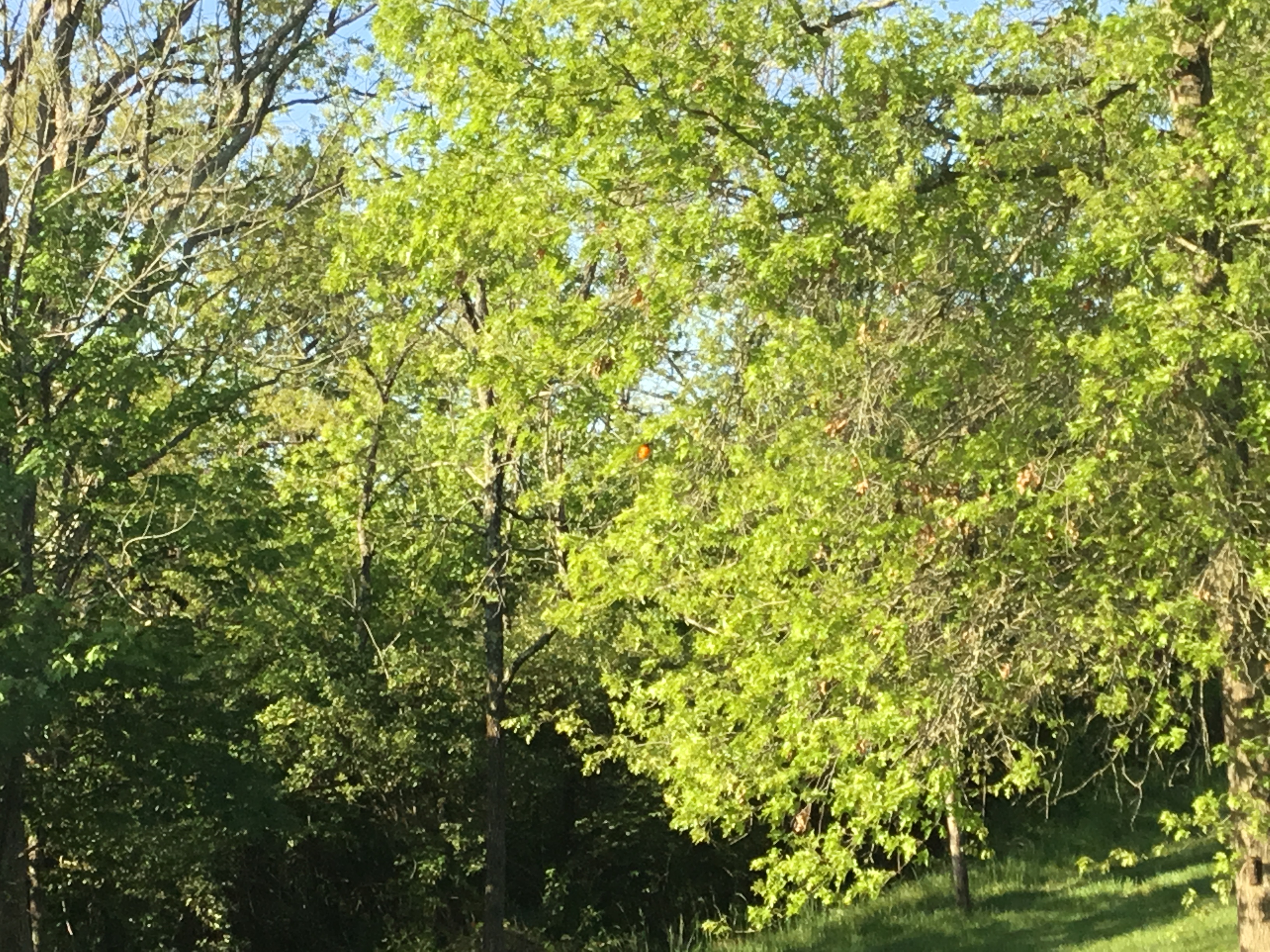 Additional Image 2