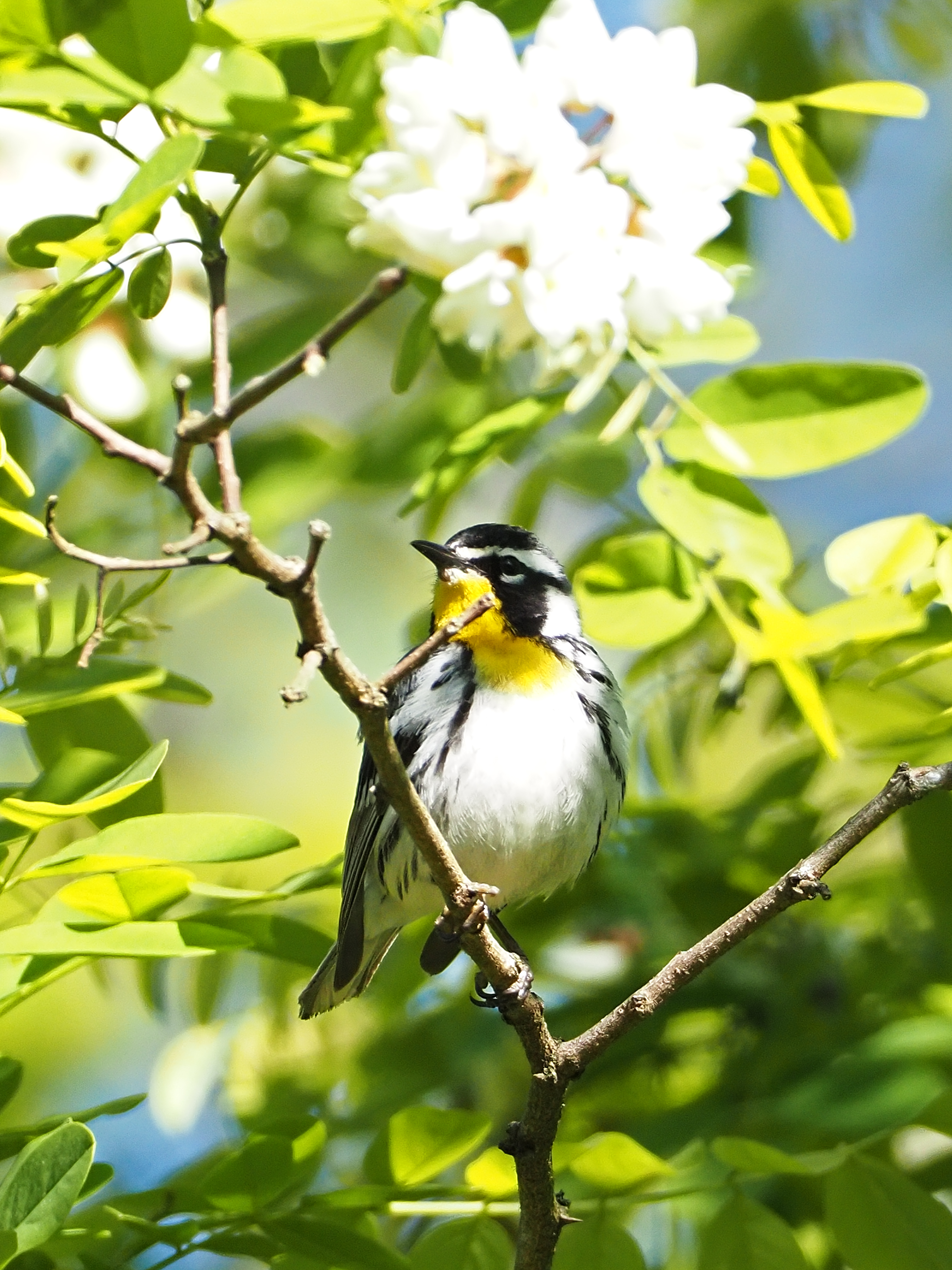 Featured Image
