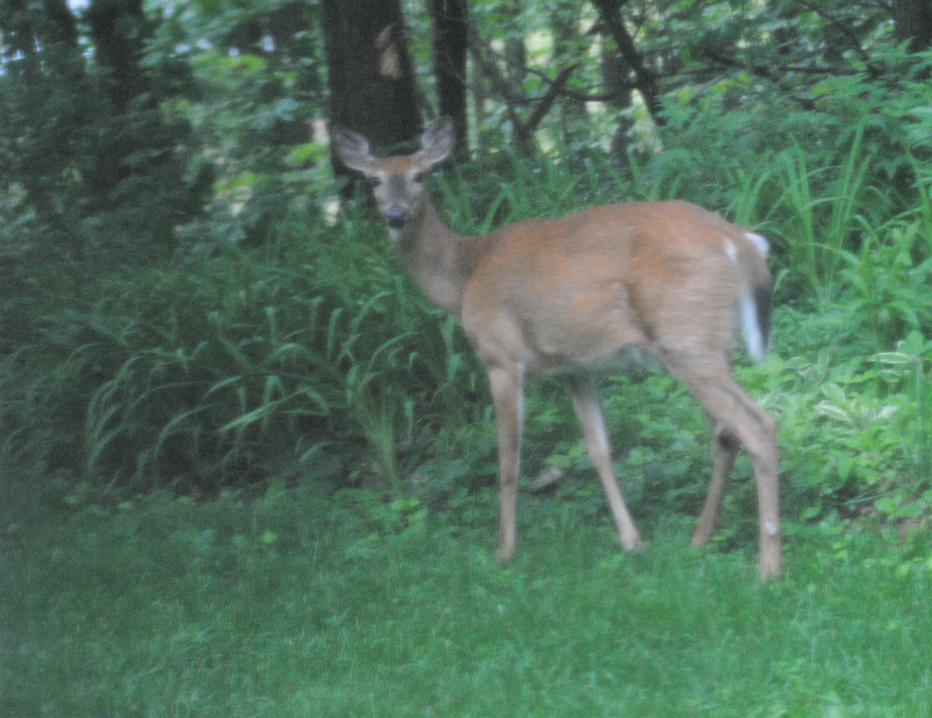 Additional Image 2