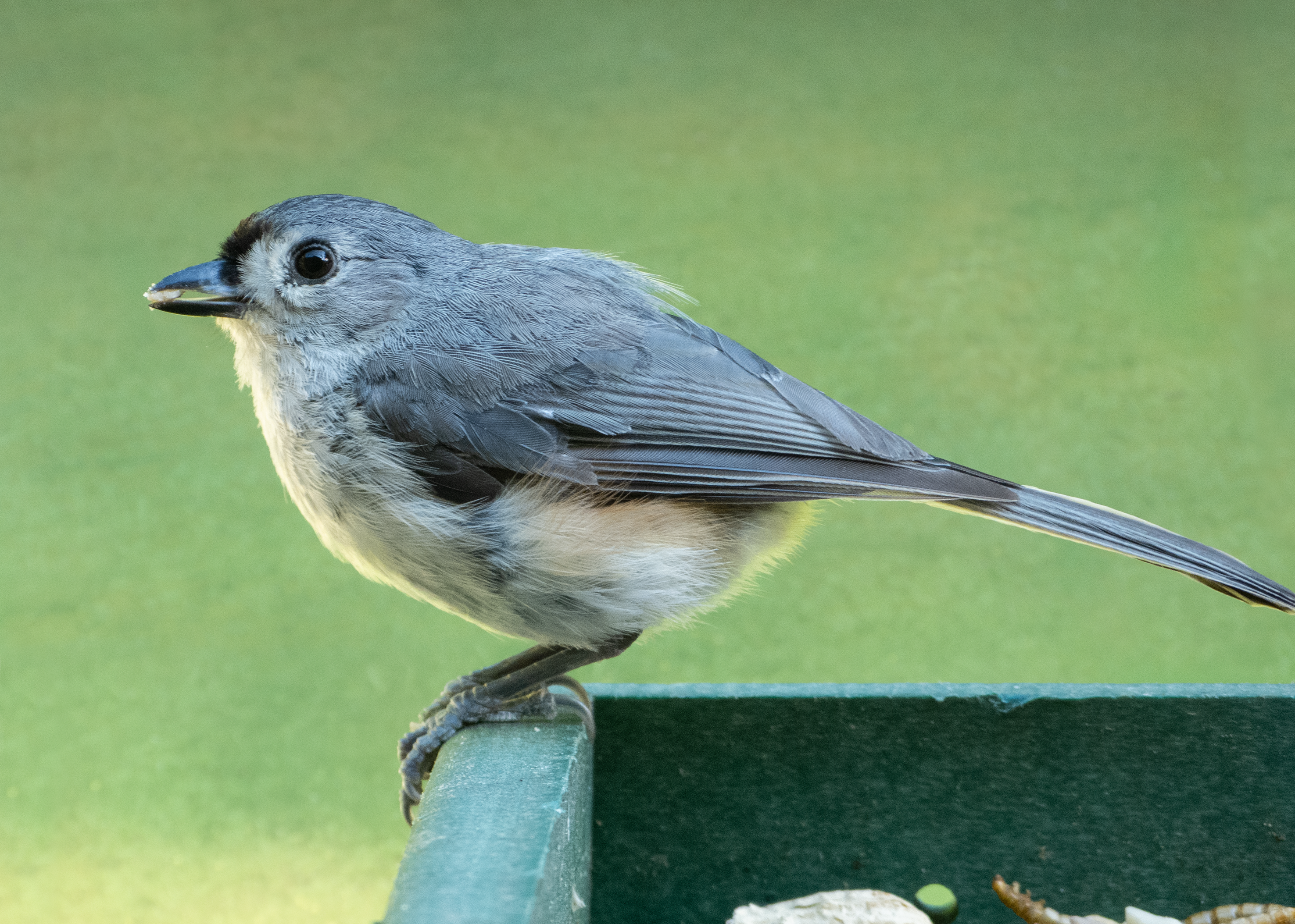 Featured Image