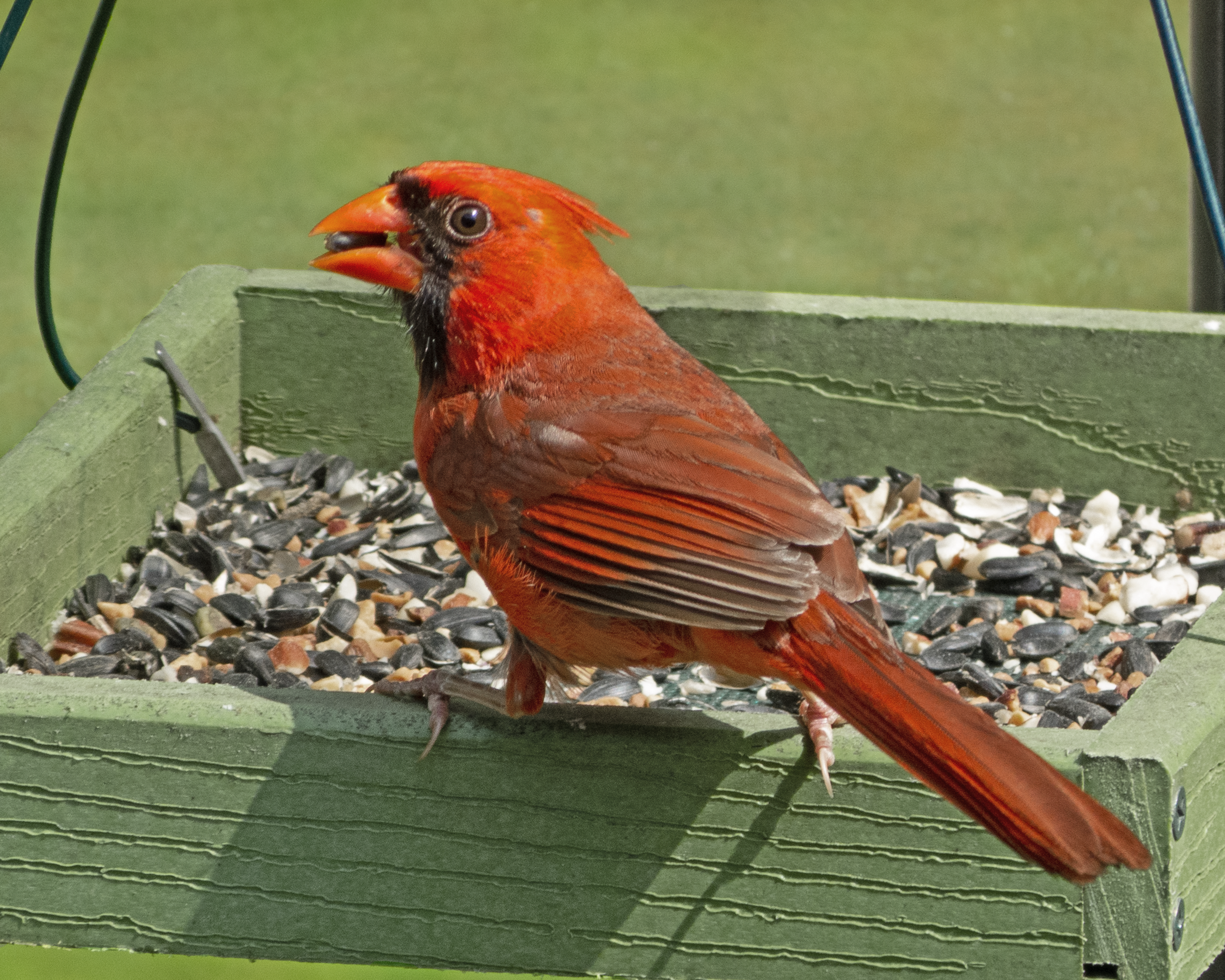 Featured Image