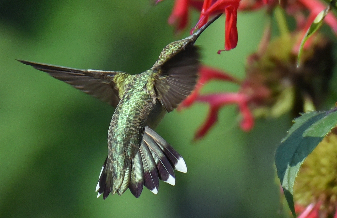 Featured Image