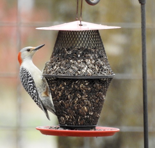 Additional Image 4