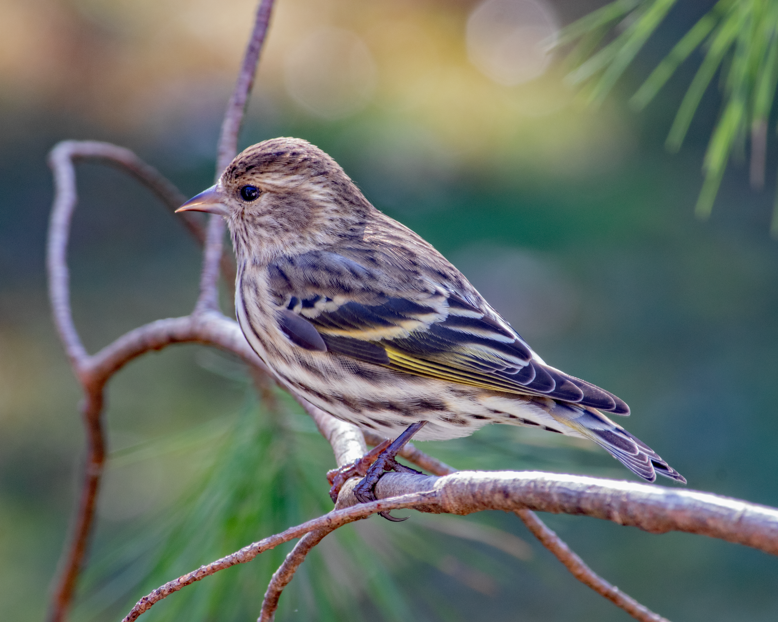 Featured Image