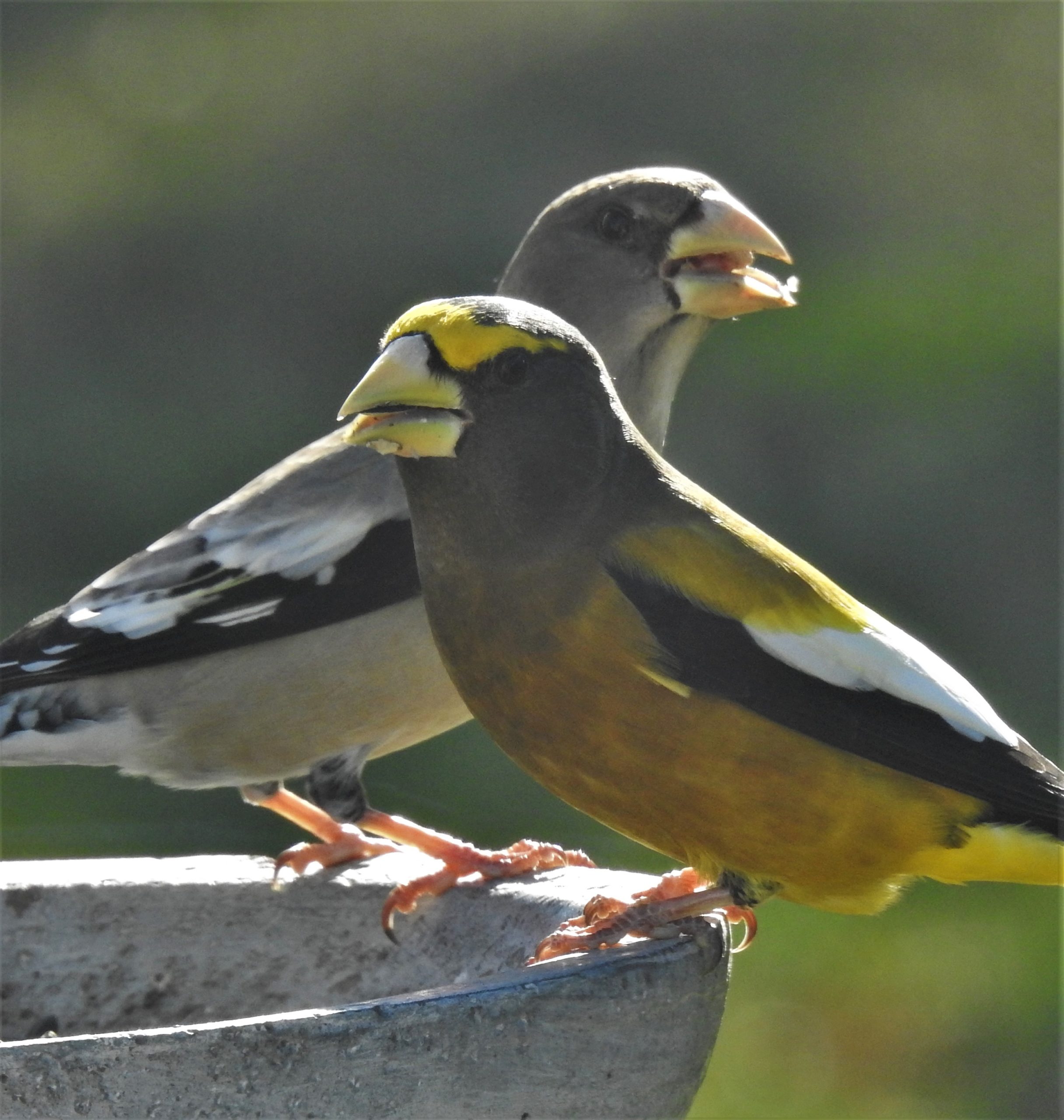 Featured Image