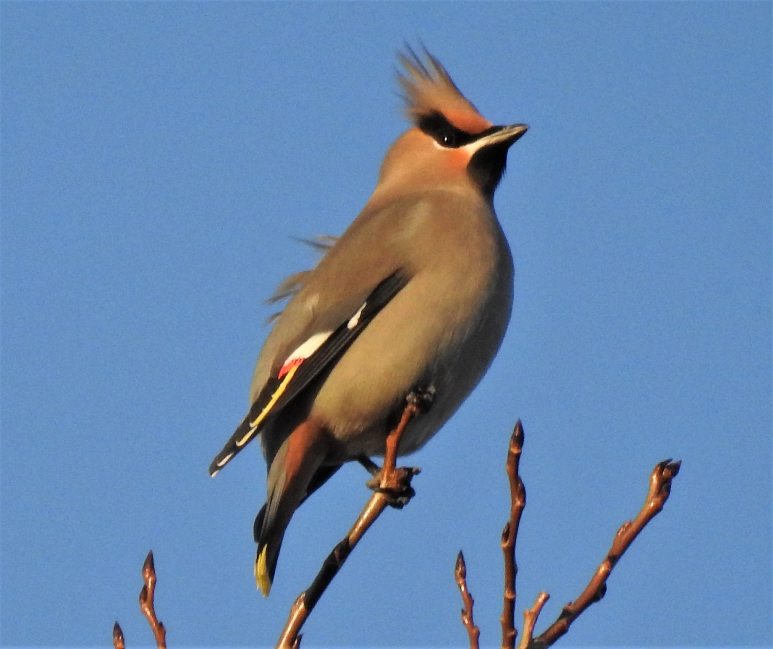 Featured Image