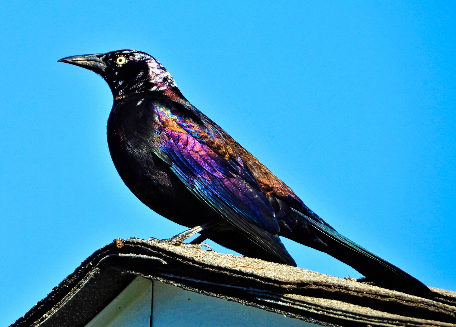 Featured Image