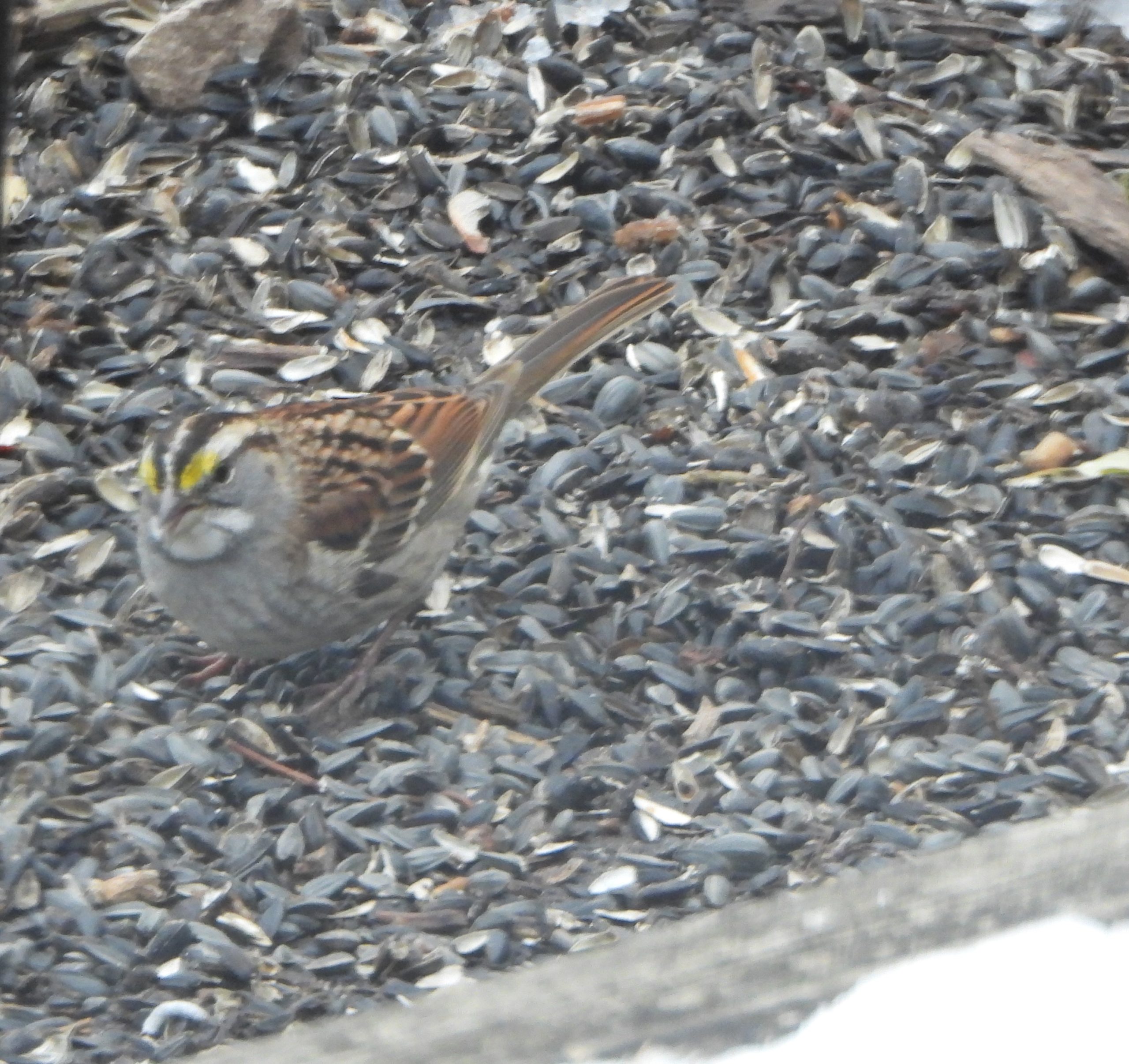 Additional Image 3