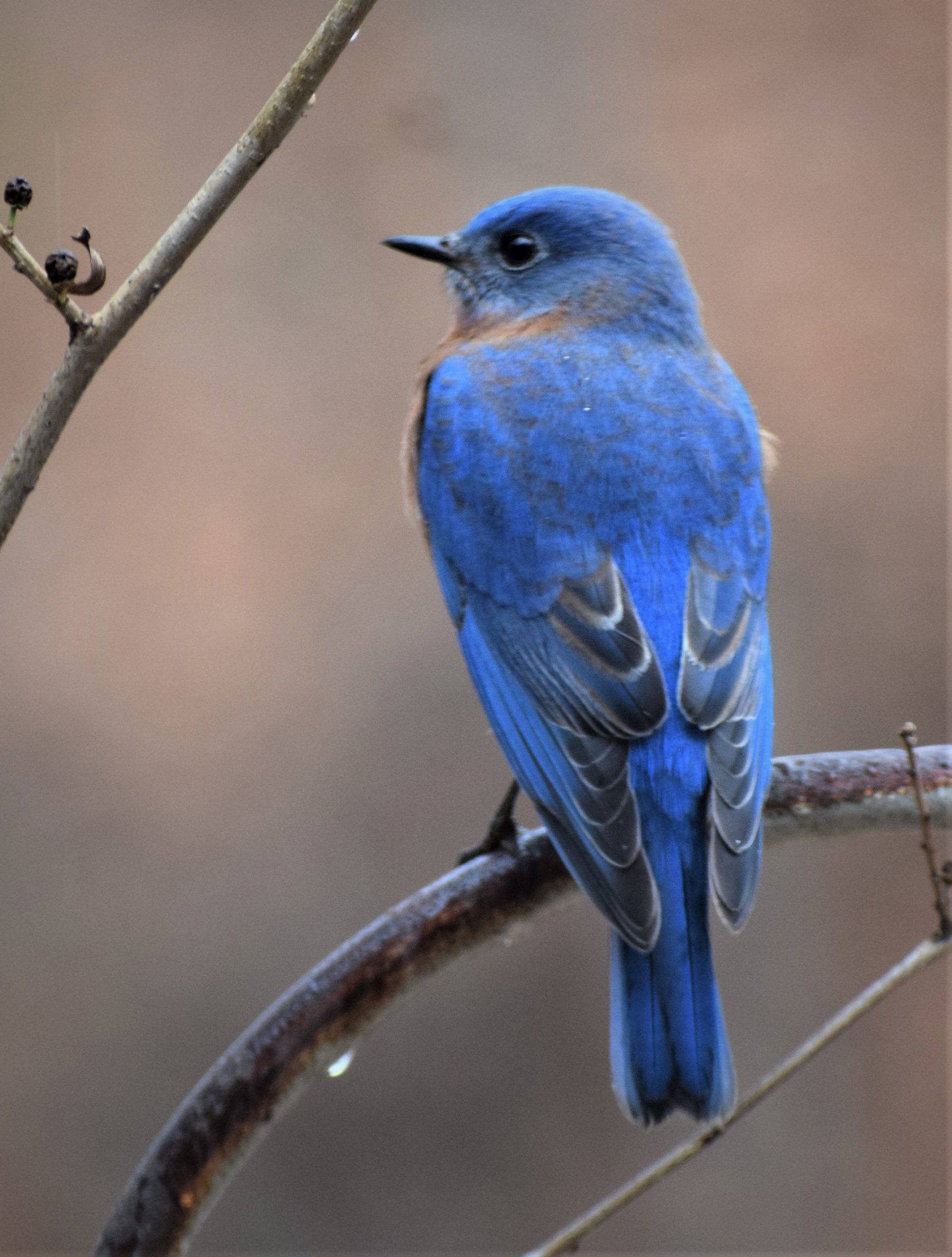 Winter Blue Birds are Back - Project FeederWatch