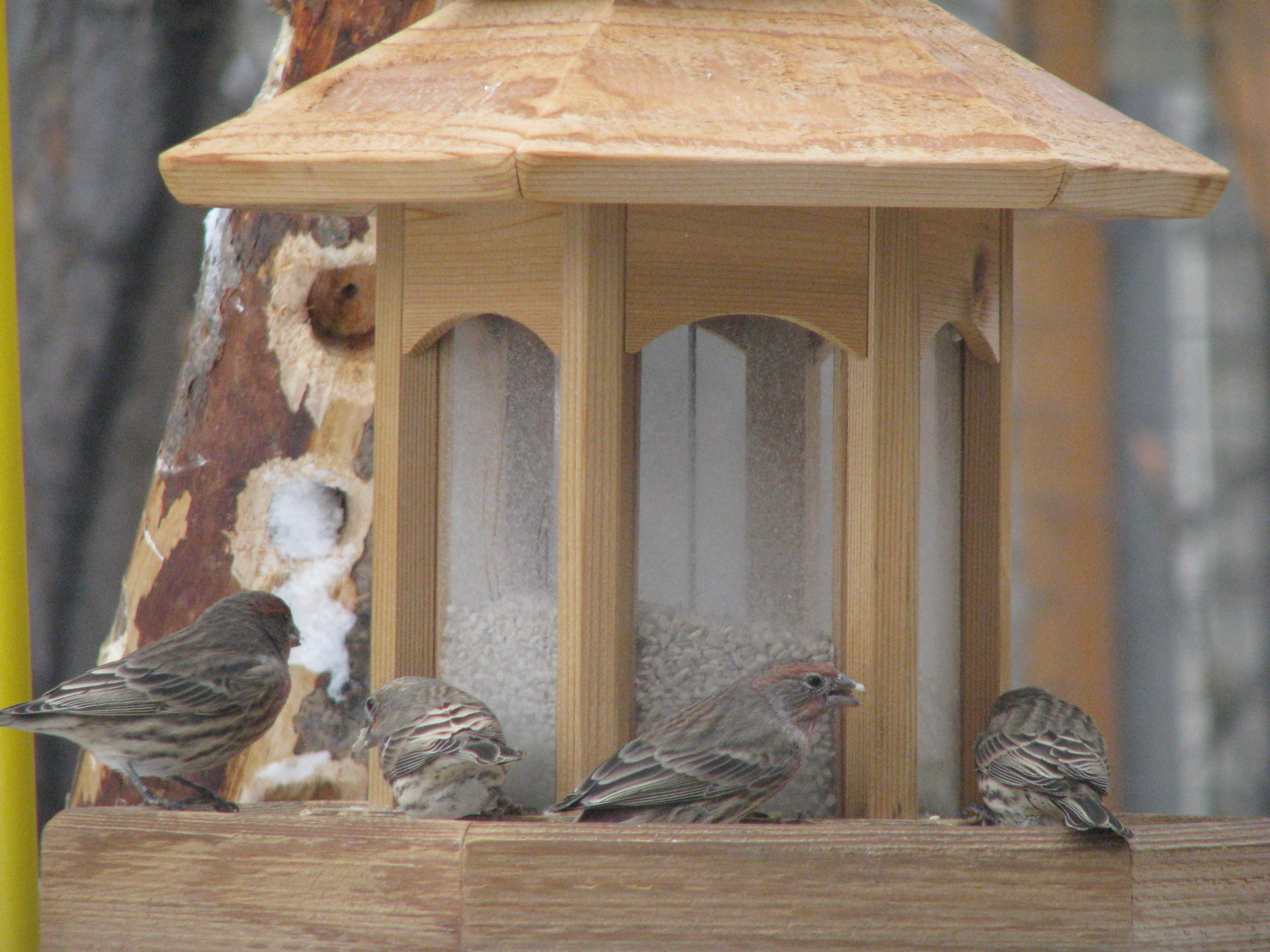 Additional Image 4