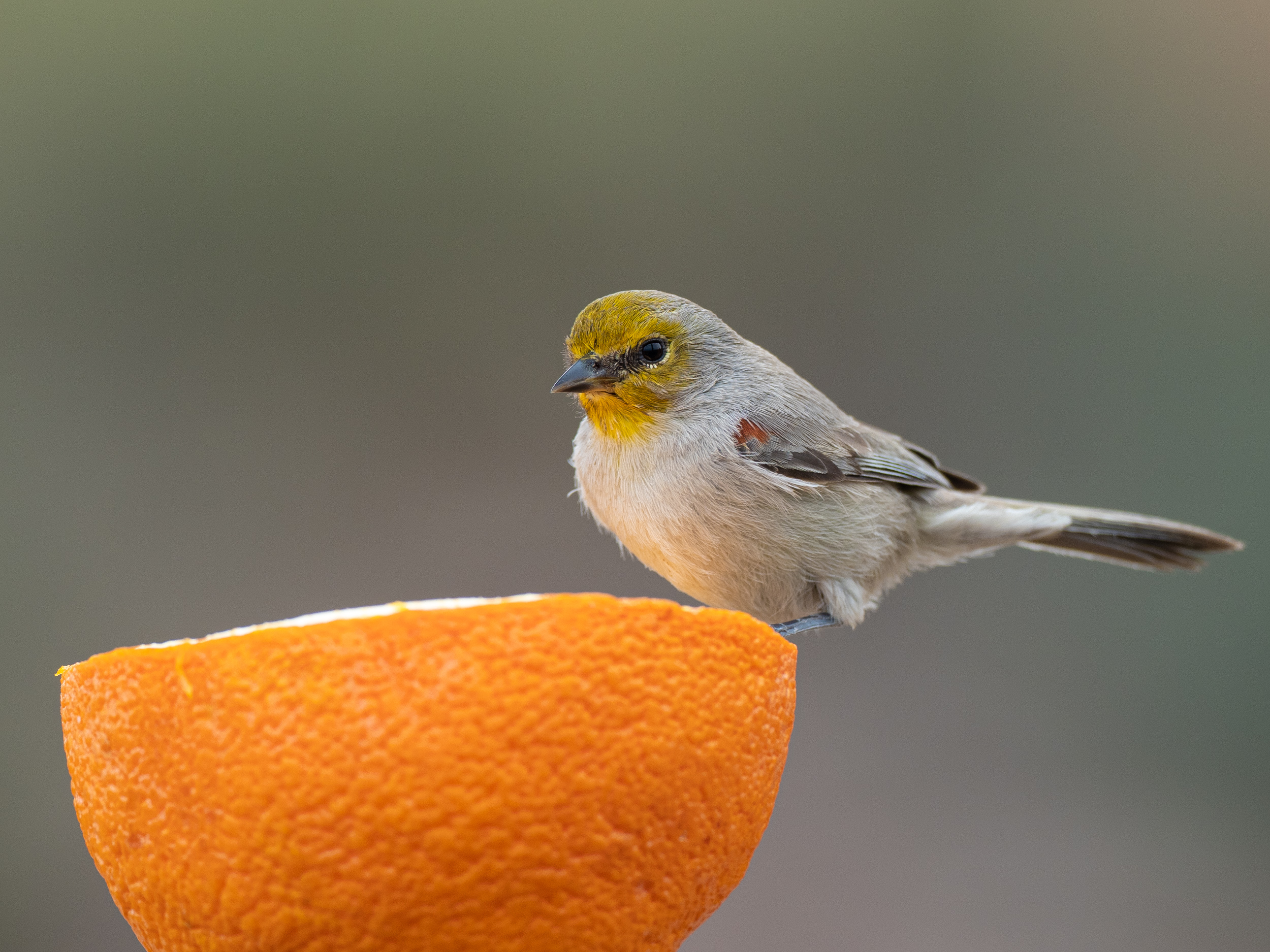 Featured Image