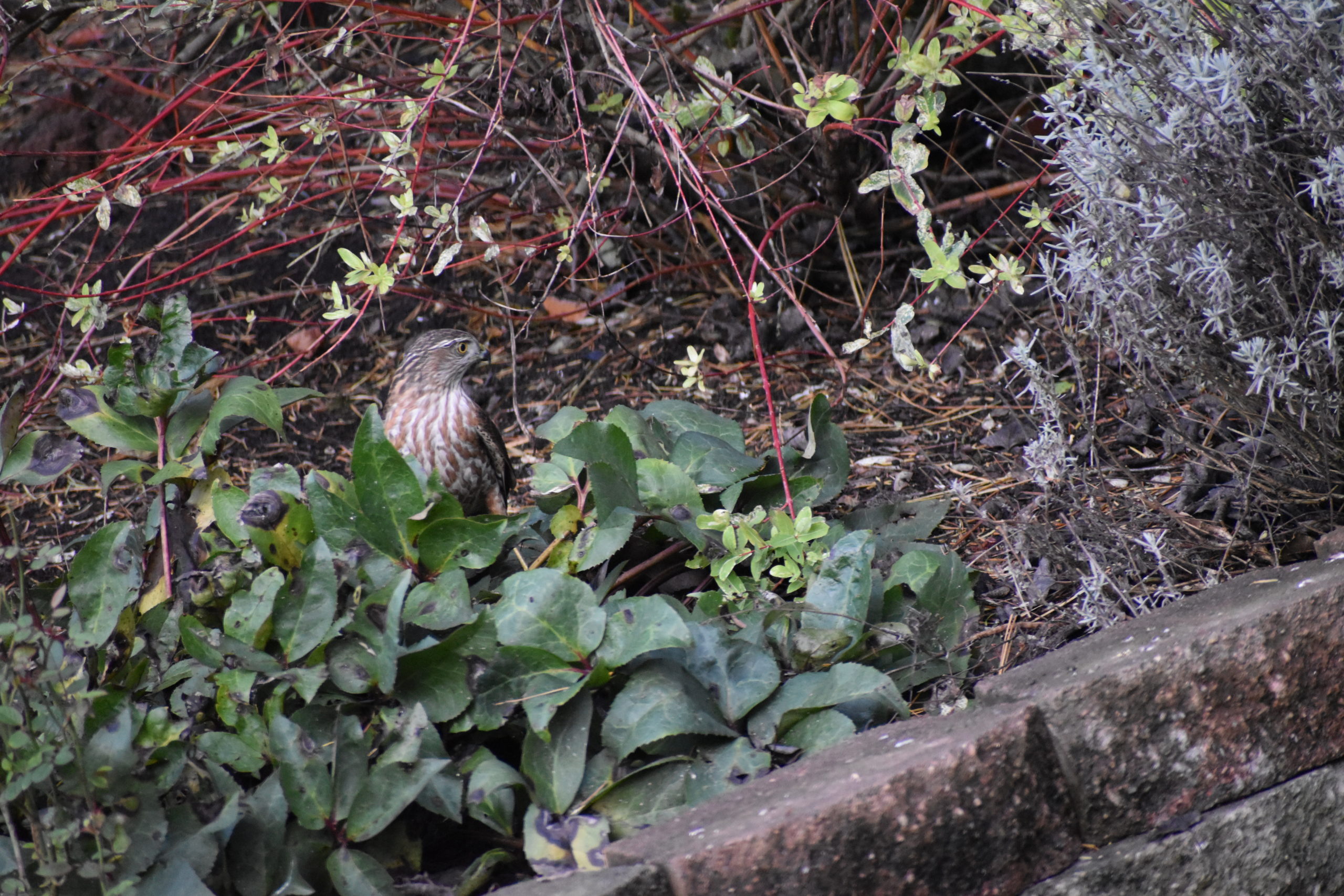Additional Image 2