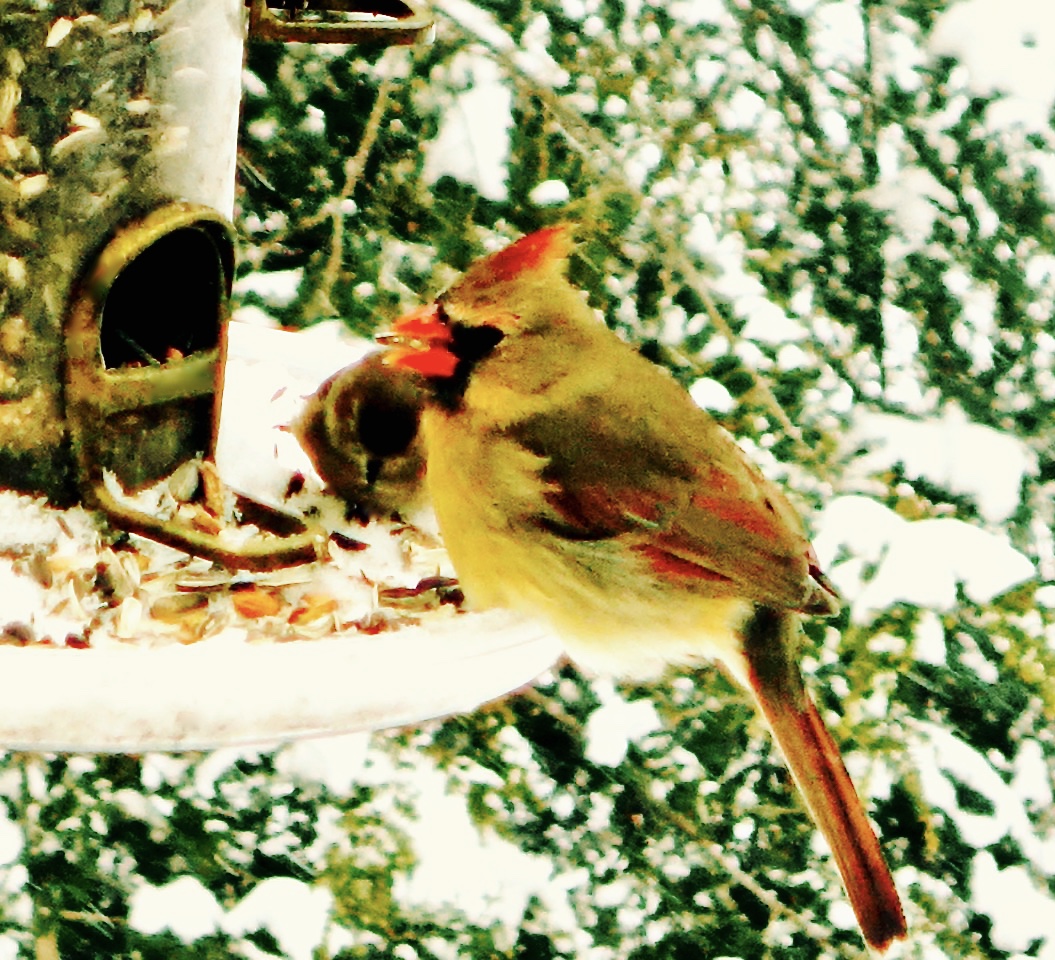 Featured Image