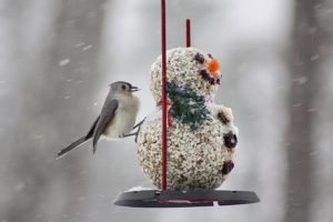 Tufted Titmouse on suet shaped like a snowman