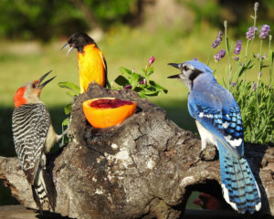 four birds on a stump with half an orange filled with jelly.