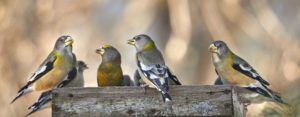 Evening Grosbeaks at a tray feeder