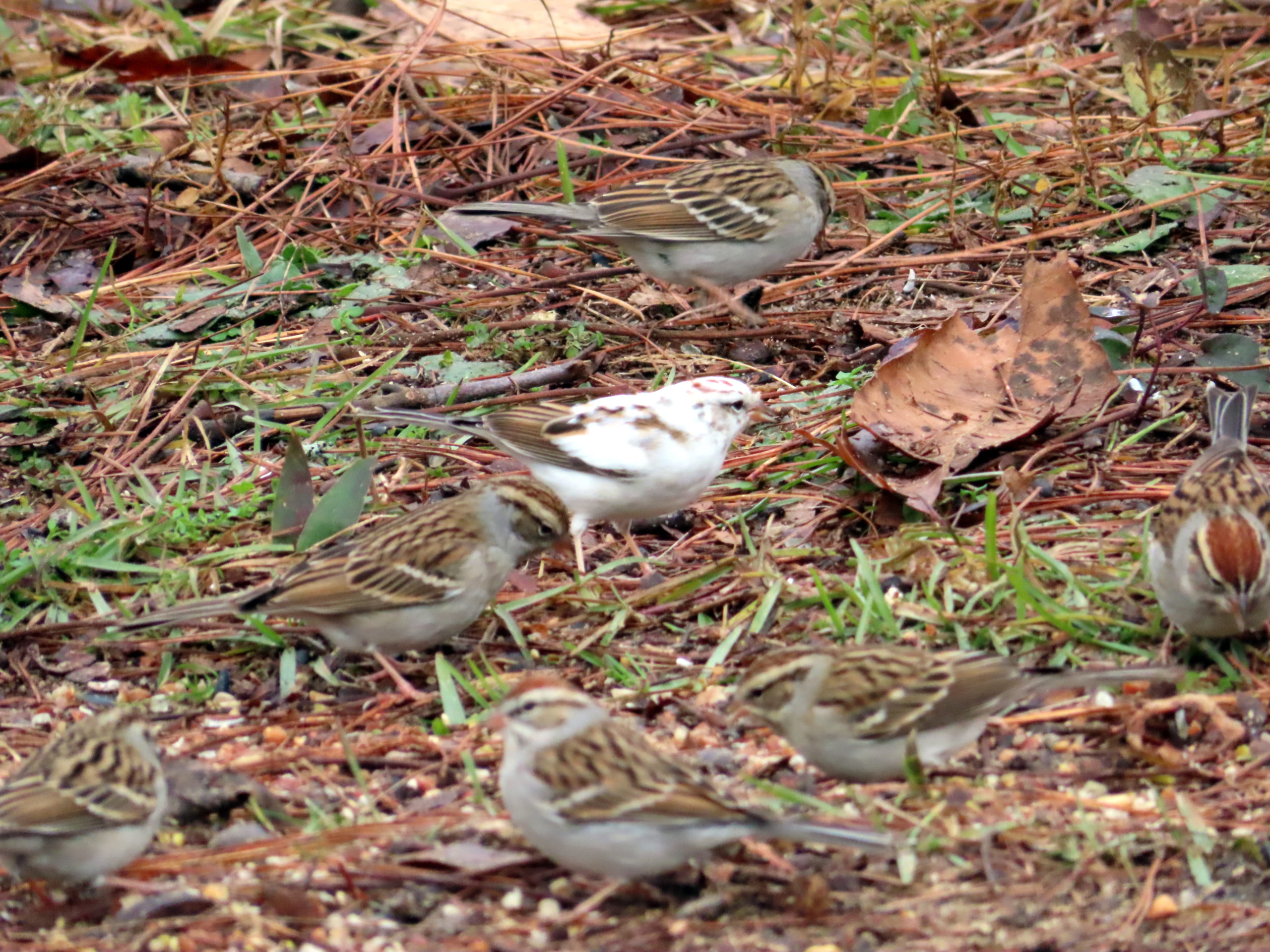 Additional Image 2