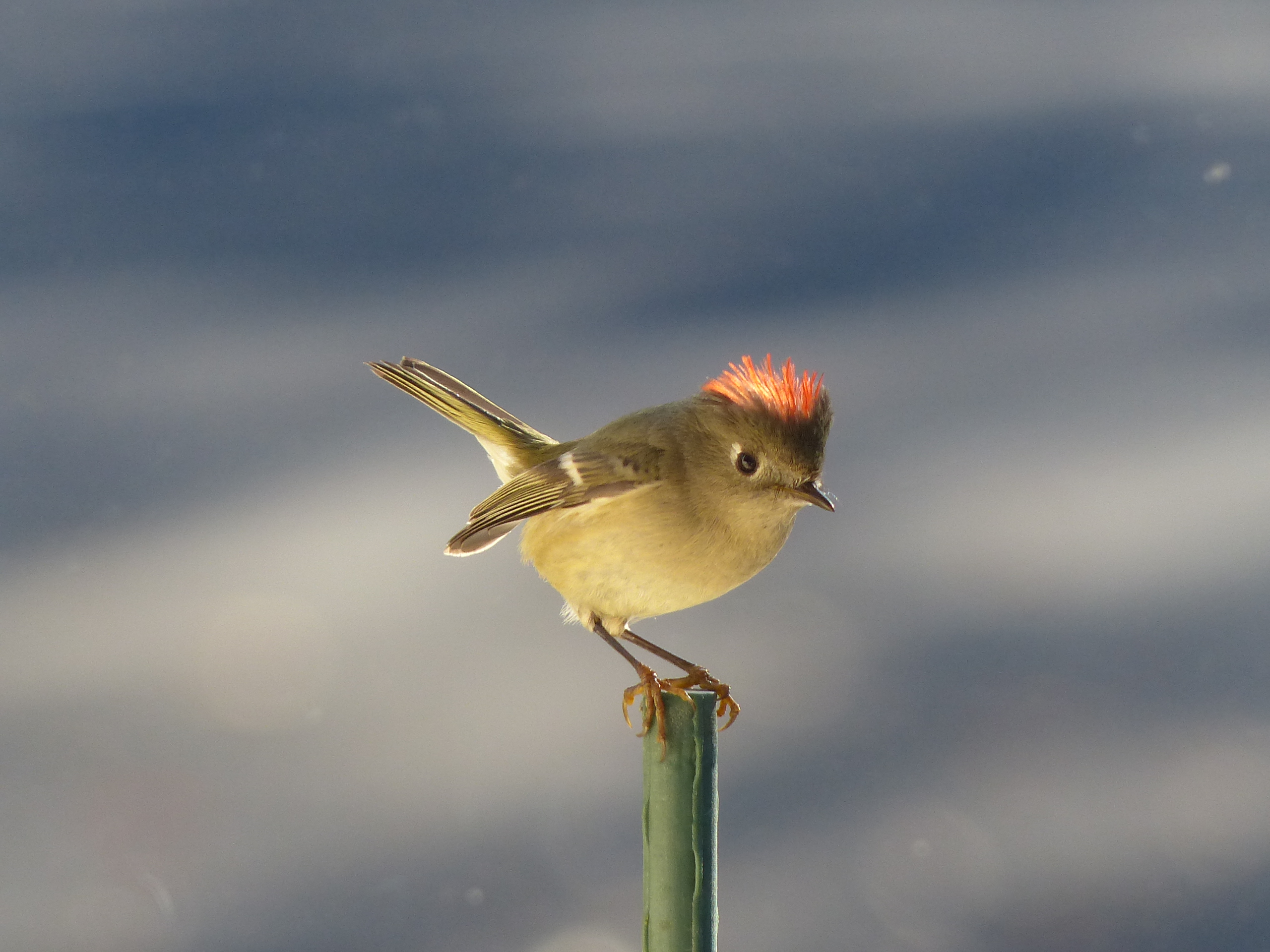 Featured Image